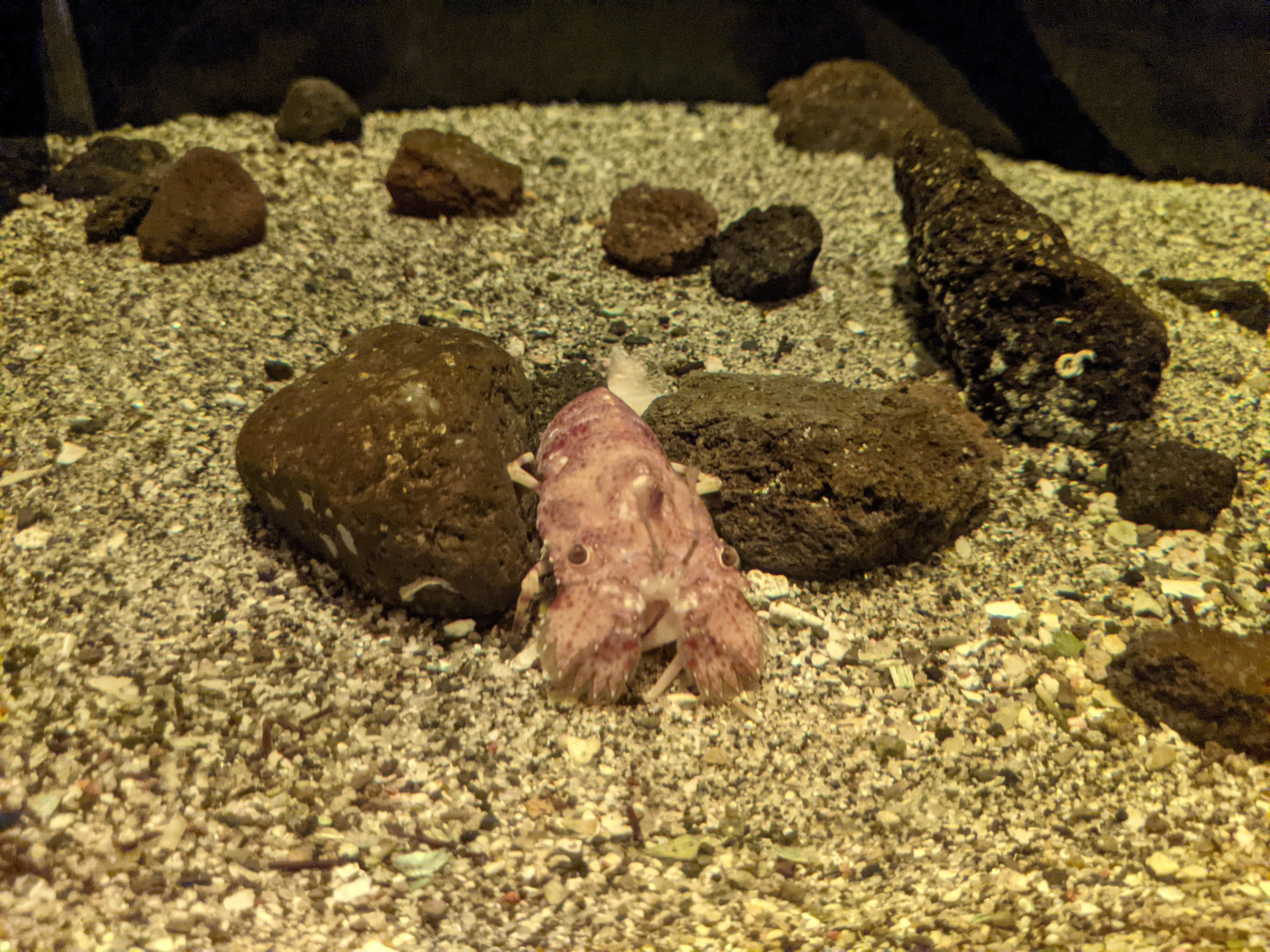 Unicorn Slipper Lobster (Galearctus timidus)