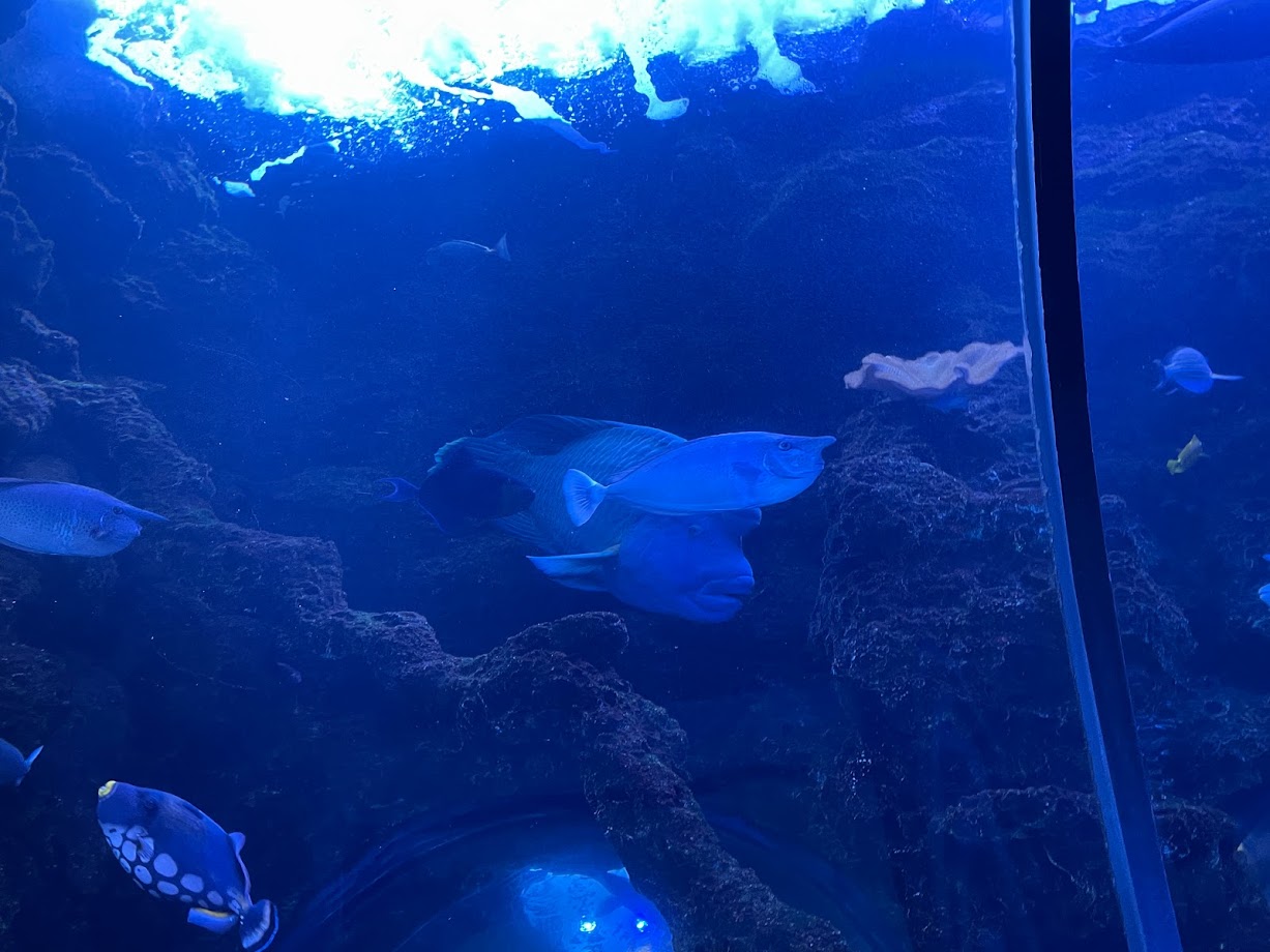 Unicorn Tang and Humphead Wrasse