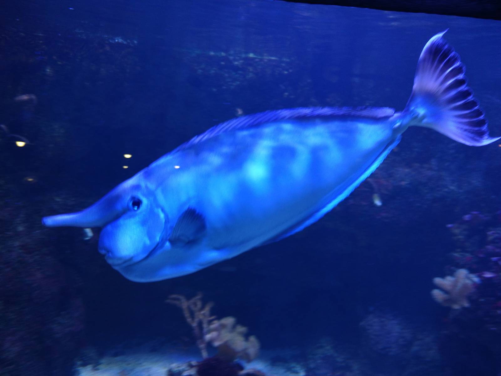 Unicornfish, 11th September 2016