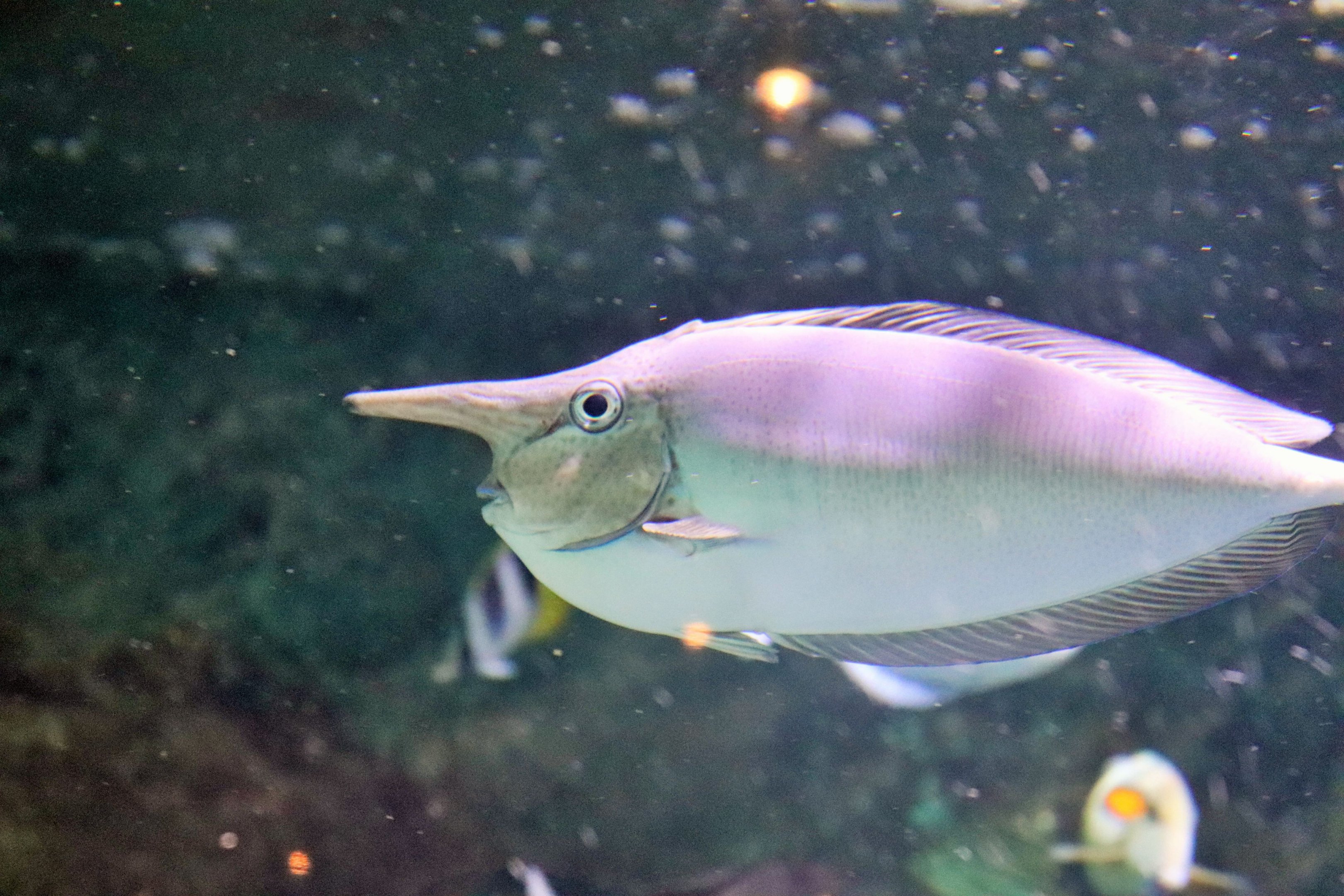 Unicornfish ID? Melbourne Aquarium