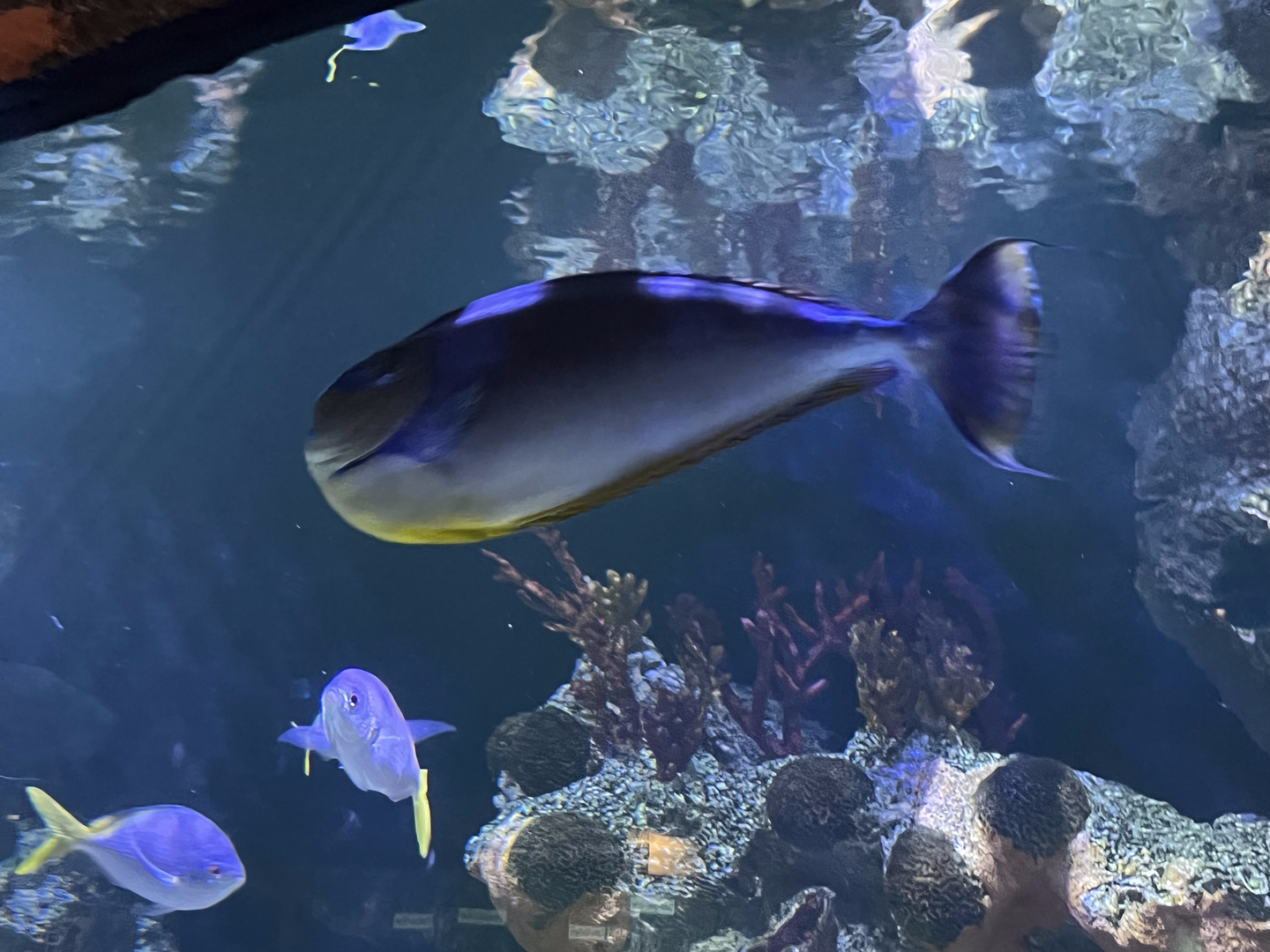 Unicornfish ID