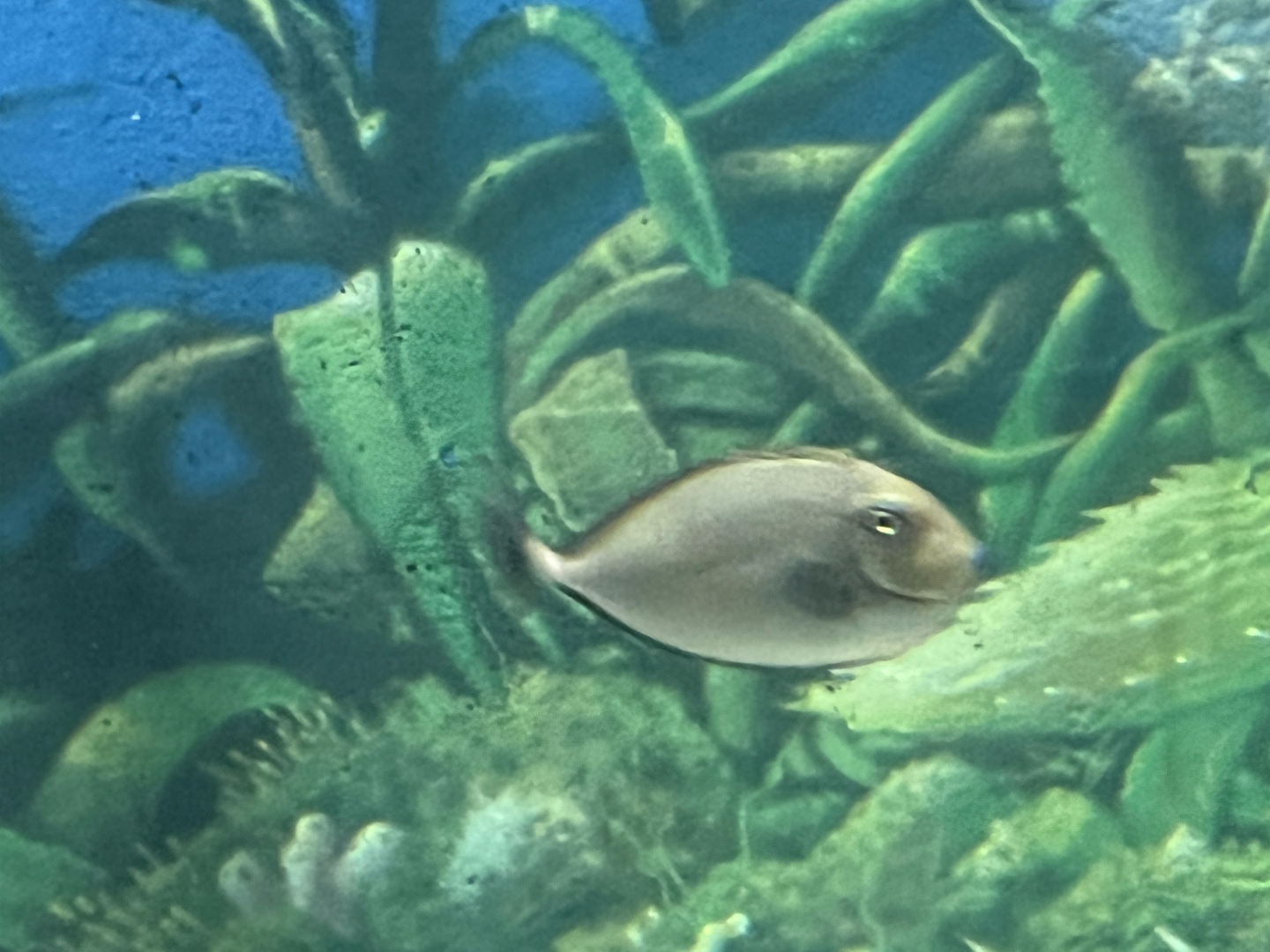 Unicornfish ID
