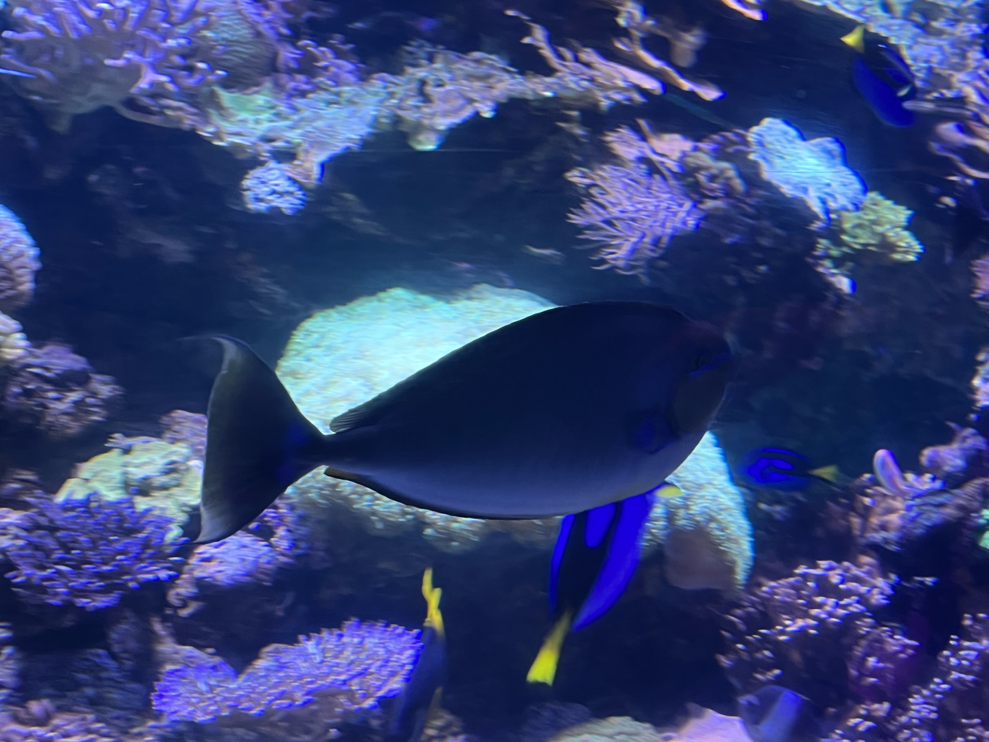 Unicornfish ID