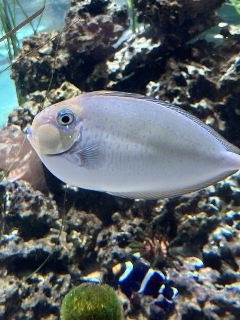 Unicornfish ID