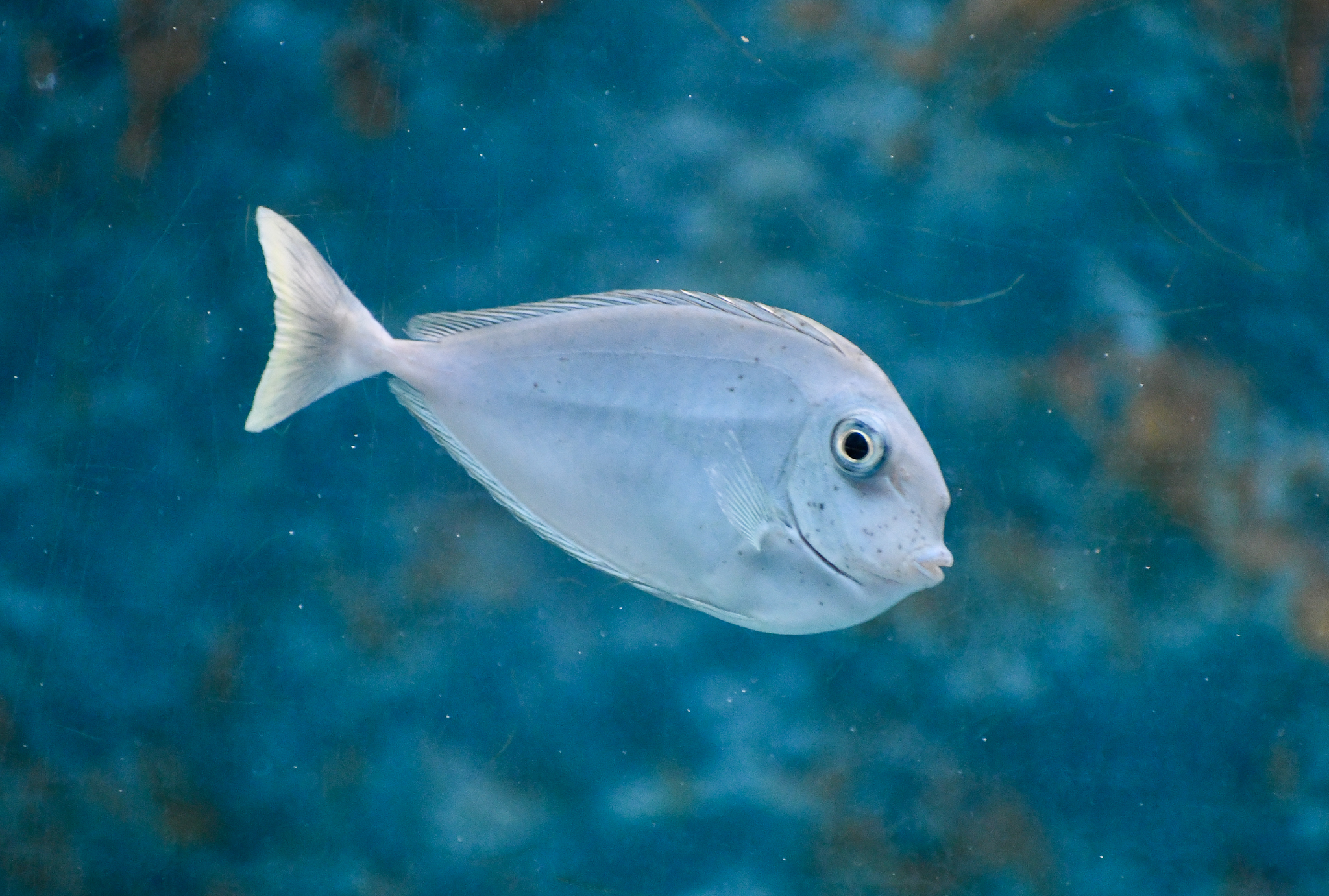 Unicornfish ID