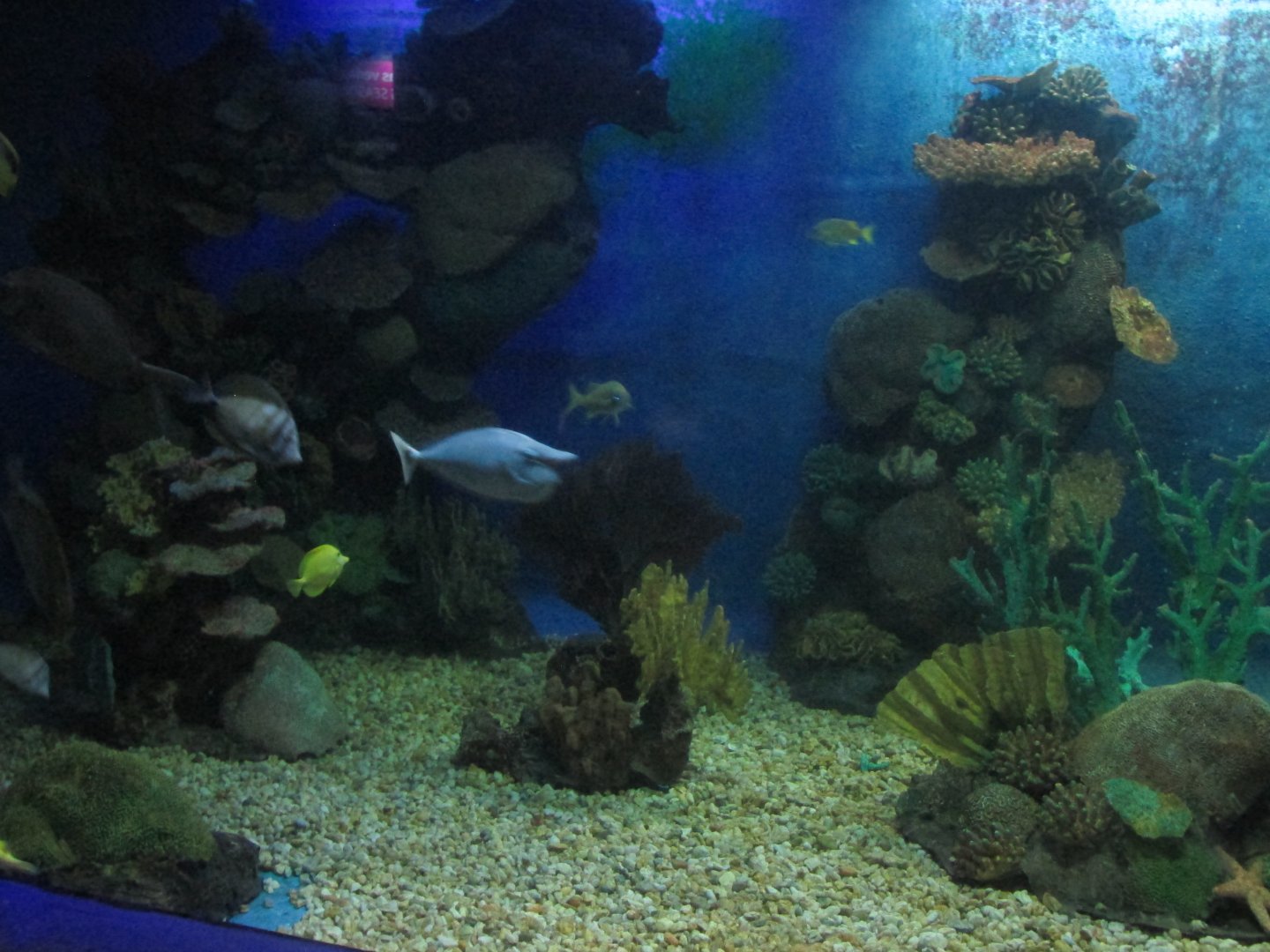unicornfish  in salt water tank