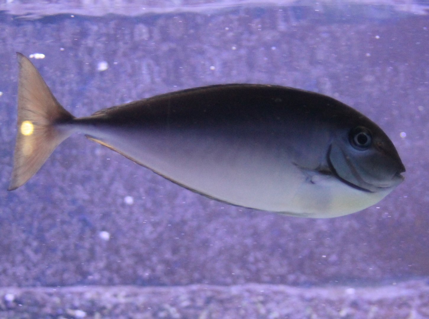 Unicornfish-species - Naso ID