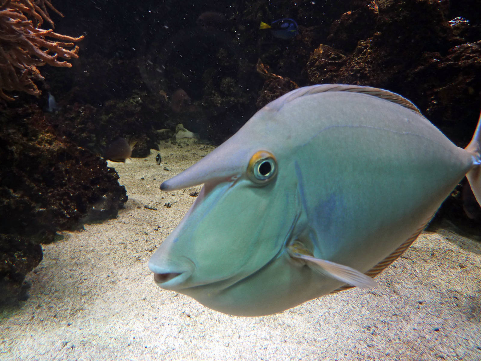 Unicornfish