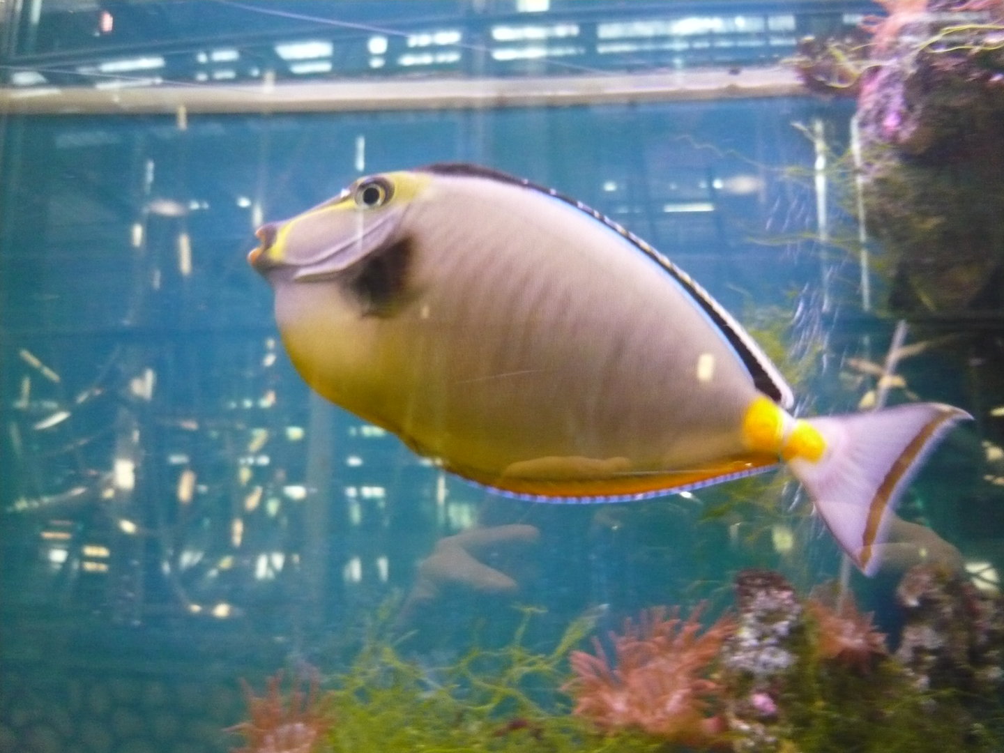 Unicornfish