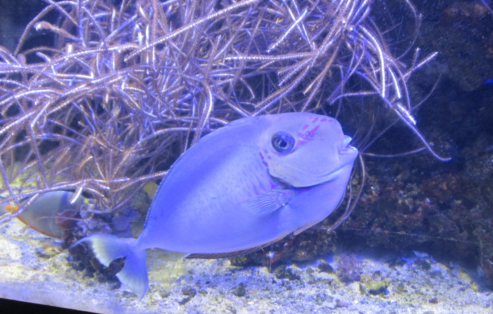 Unicornfish