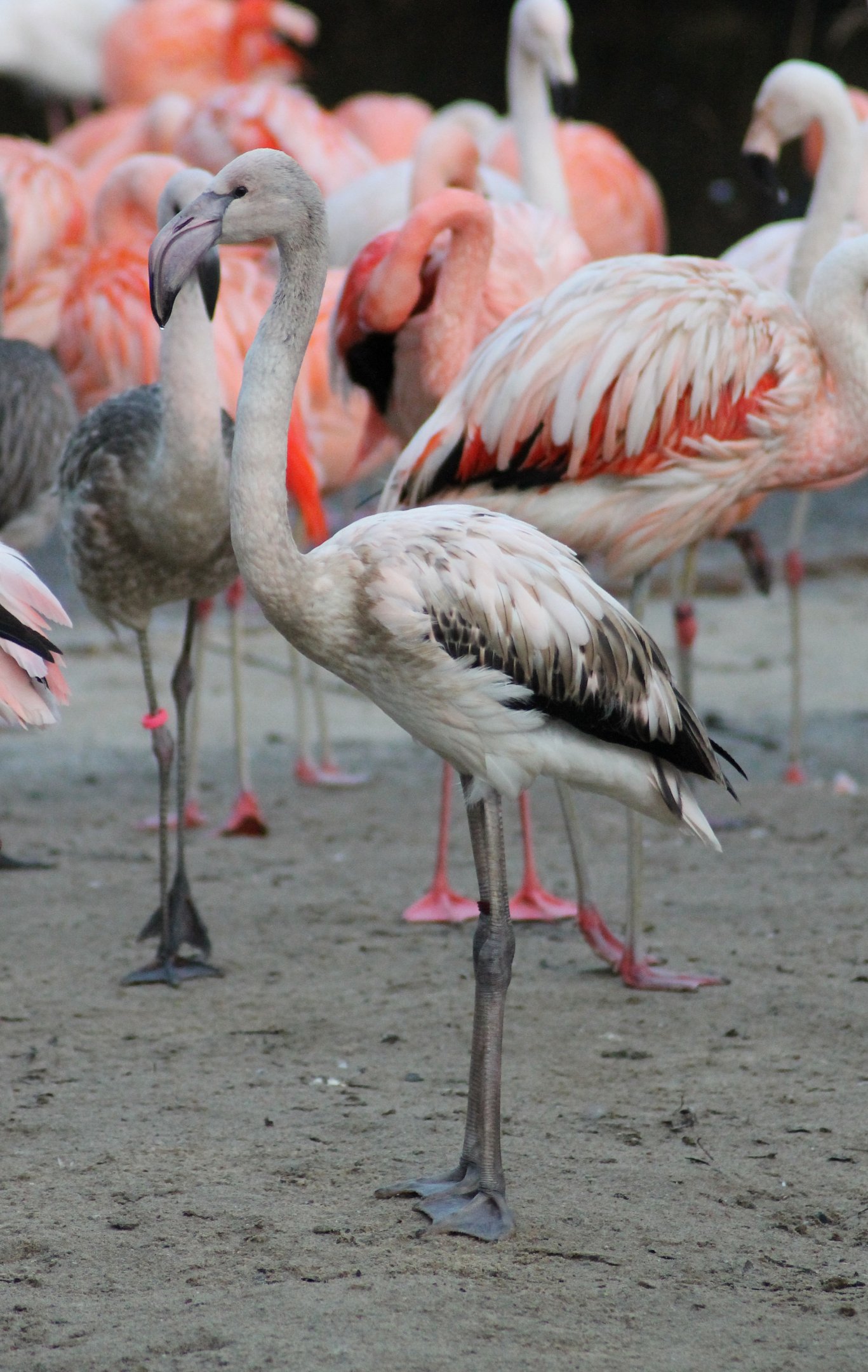 Unidenfitied flamingo - "Afrika Sambesi"