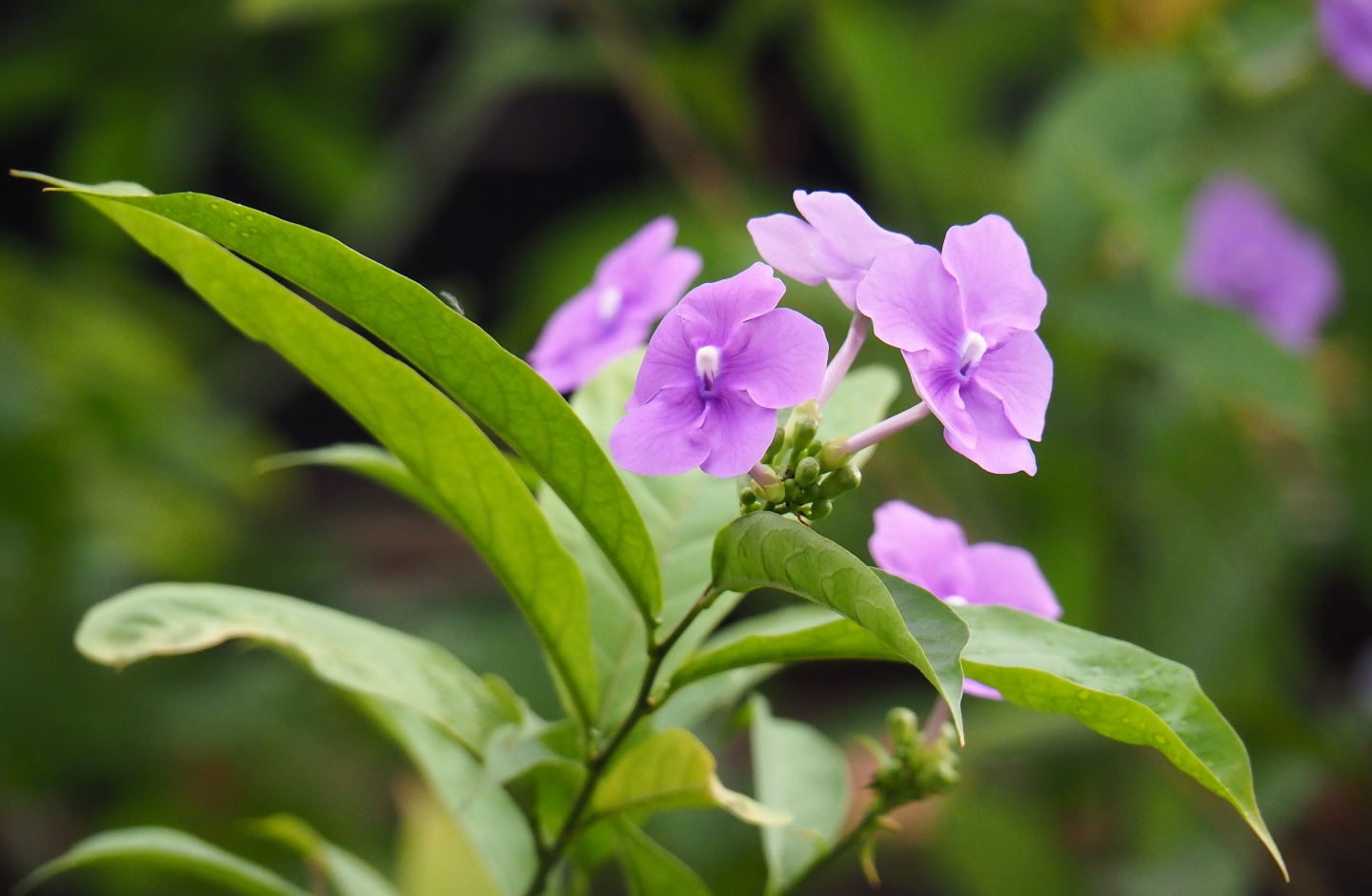 Unidentied pretty flowers (Nov 10th, 2018)