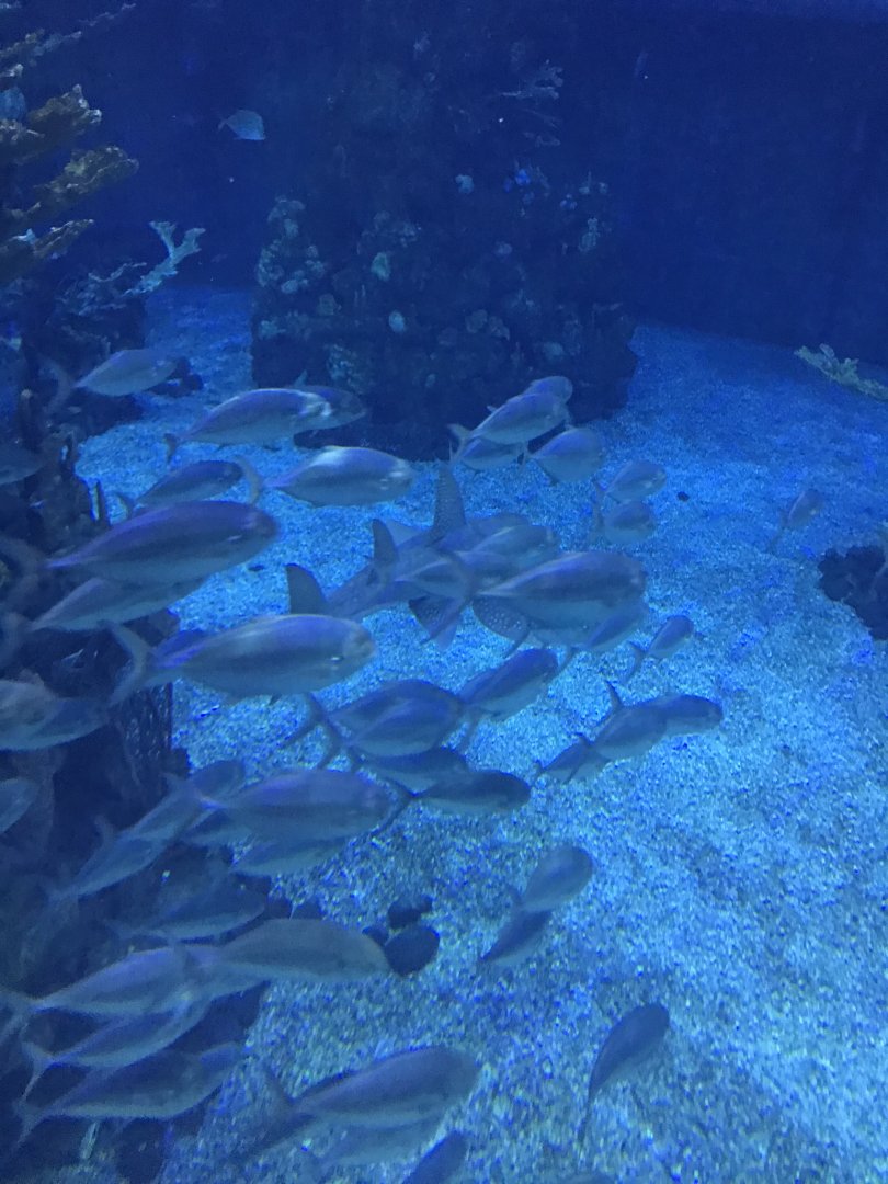 Unidentifiable fish @Epcot (2018)