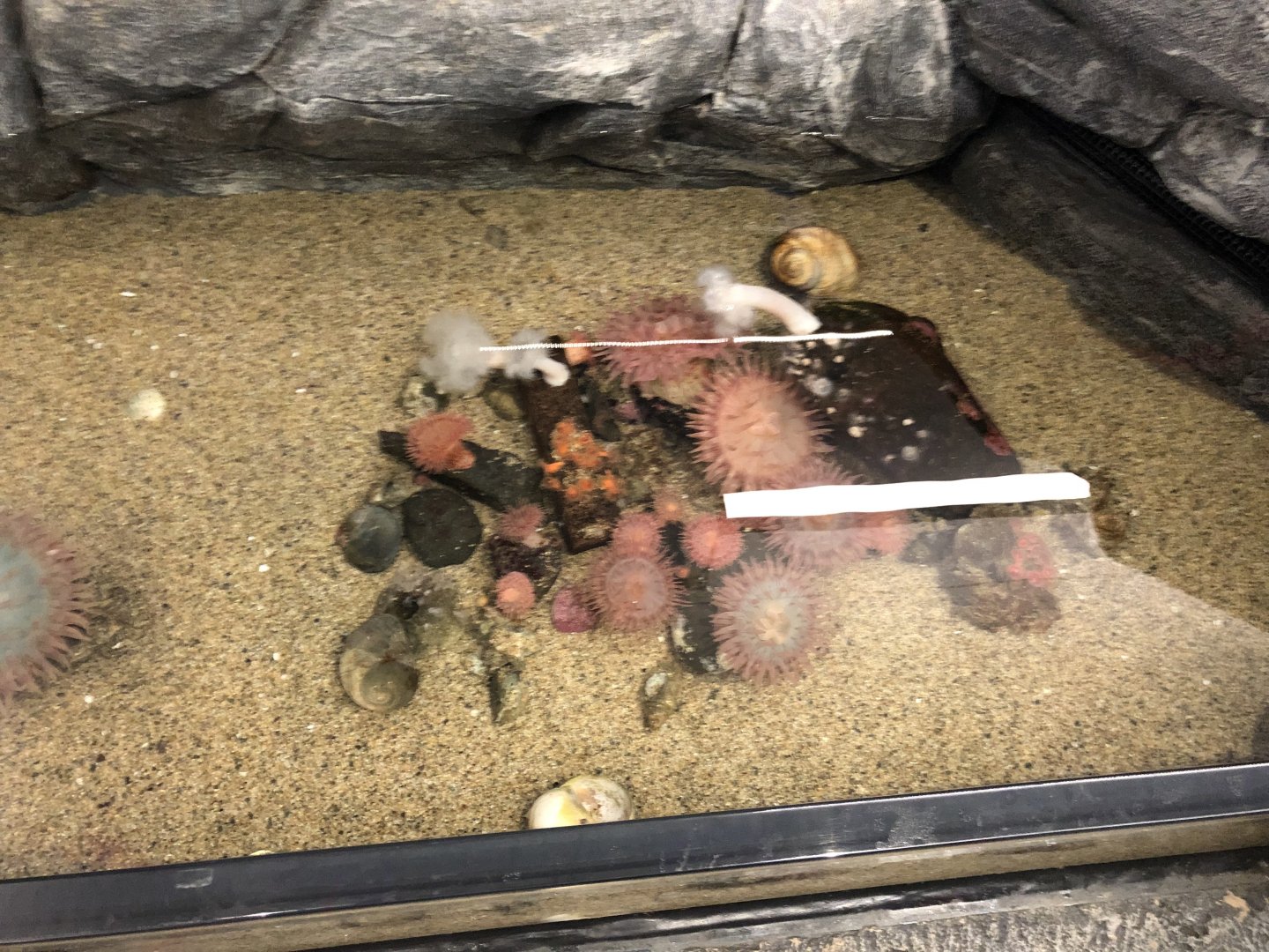 Unidentified Anemones