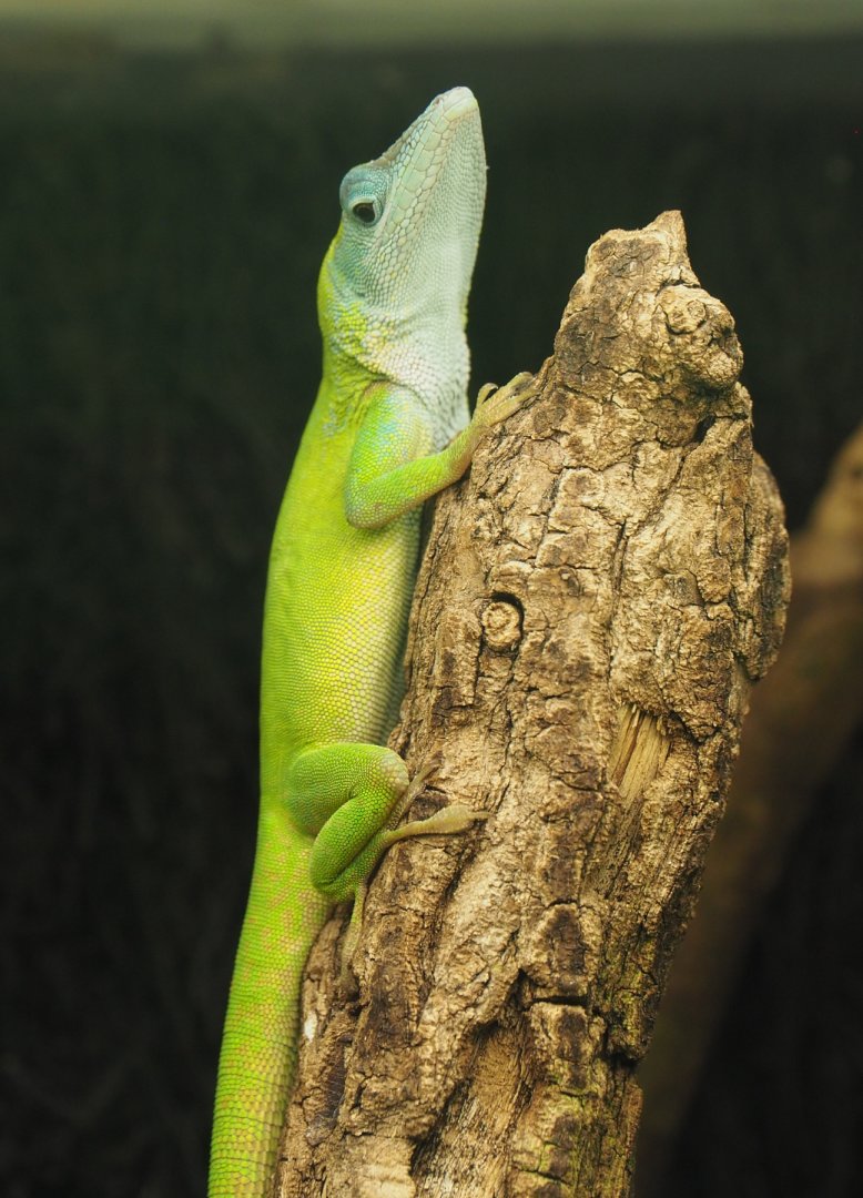 Unidentified anole species (Possibly Anolis allisoni or A. smaragdinus), Zoo Antwerpen, 2020-09-20