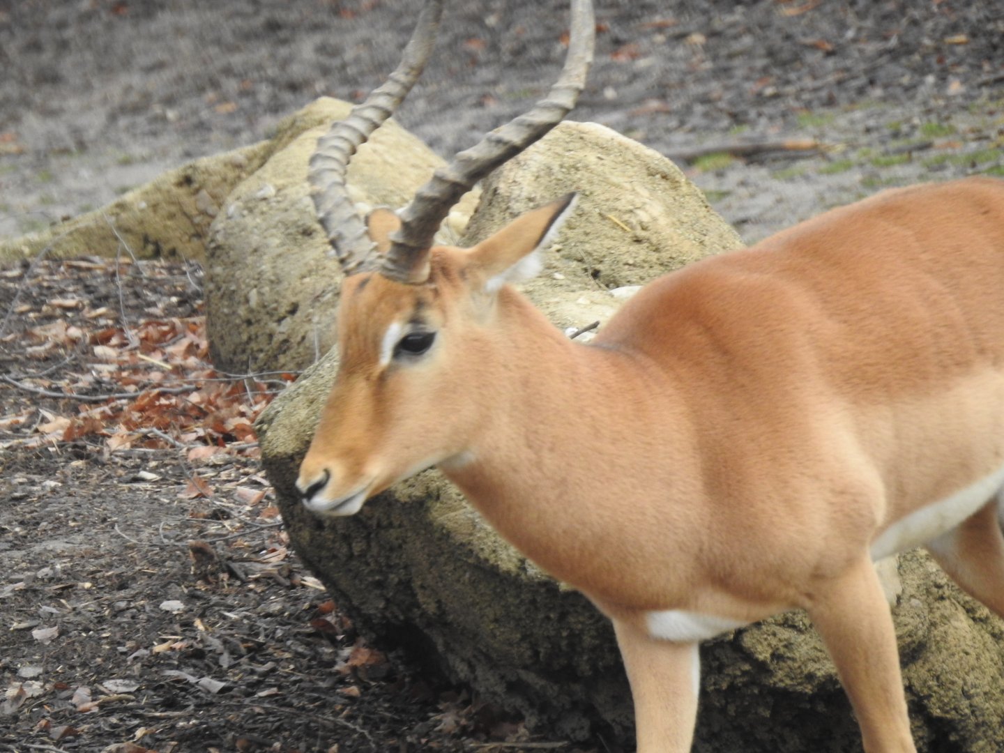 Unidentified antelope species, African Plains exhibit