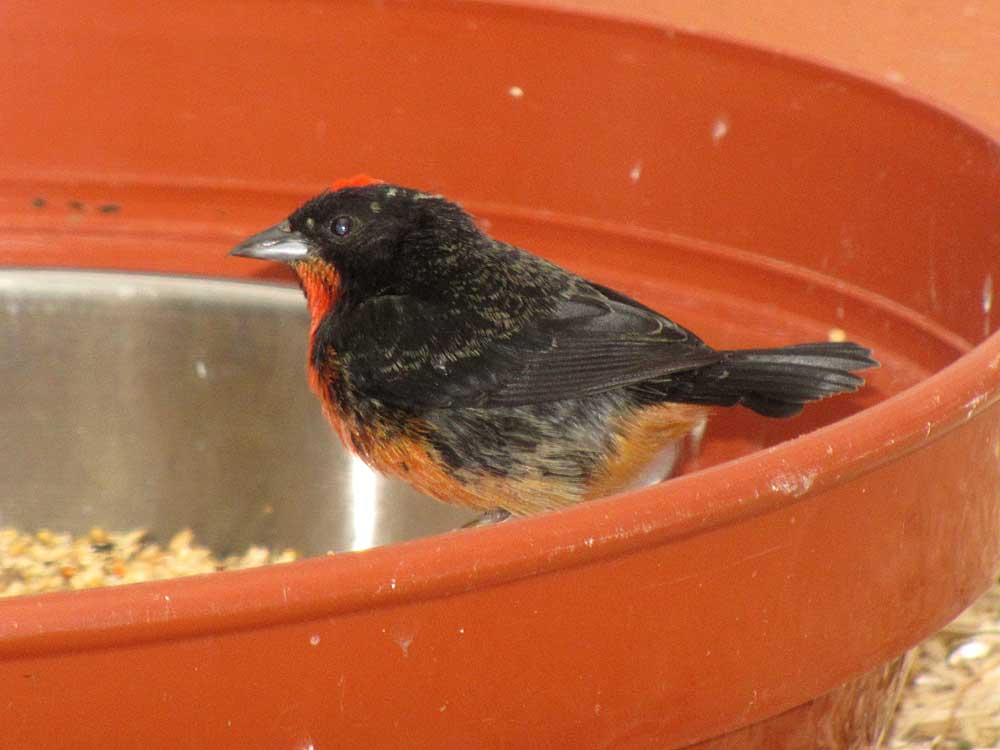 Unidentified bird at Birmingham Botanical Gardens, July 2010