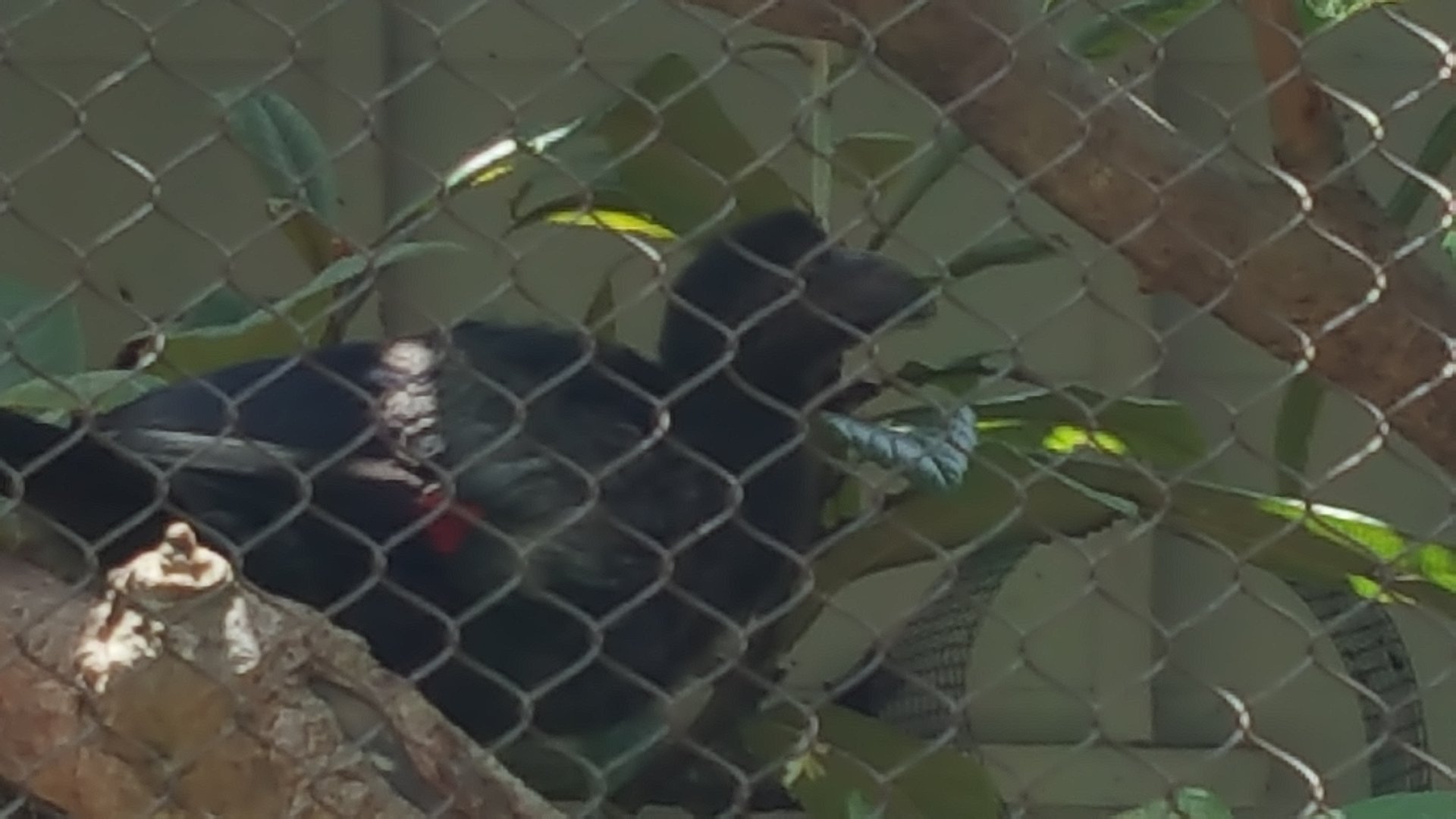 Unidentified Bird - Houston Zoo(Fischer Bird Gardens)(2016)