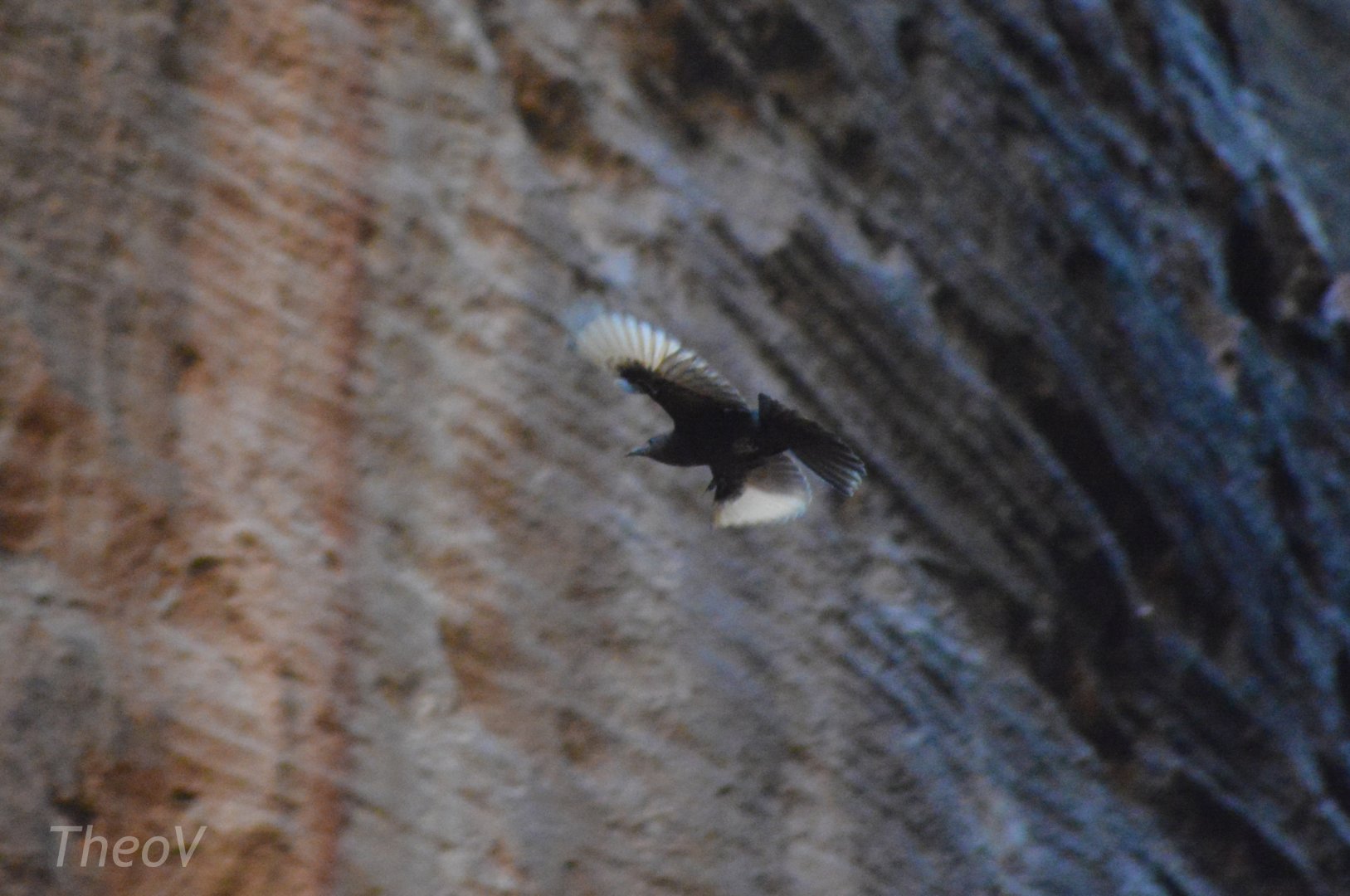 Unidentified bird - Petra [2020]