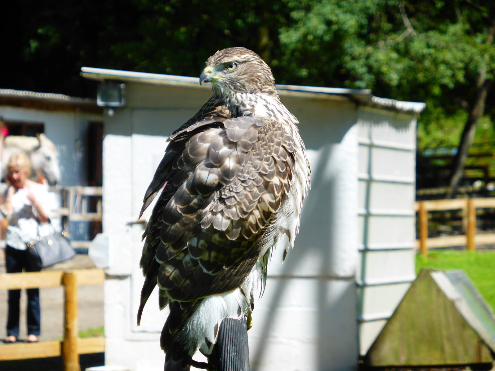Unidentified birds . A lot of the collection is not labelled .
