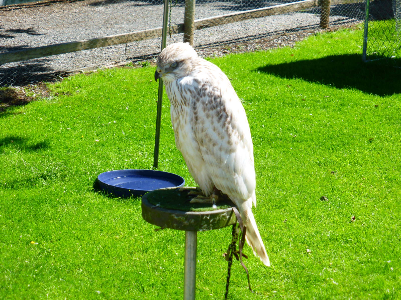 Unidentified birds . A lot of the collection is not labelled .