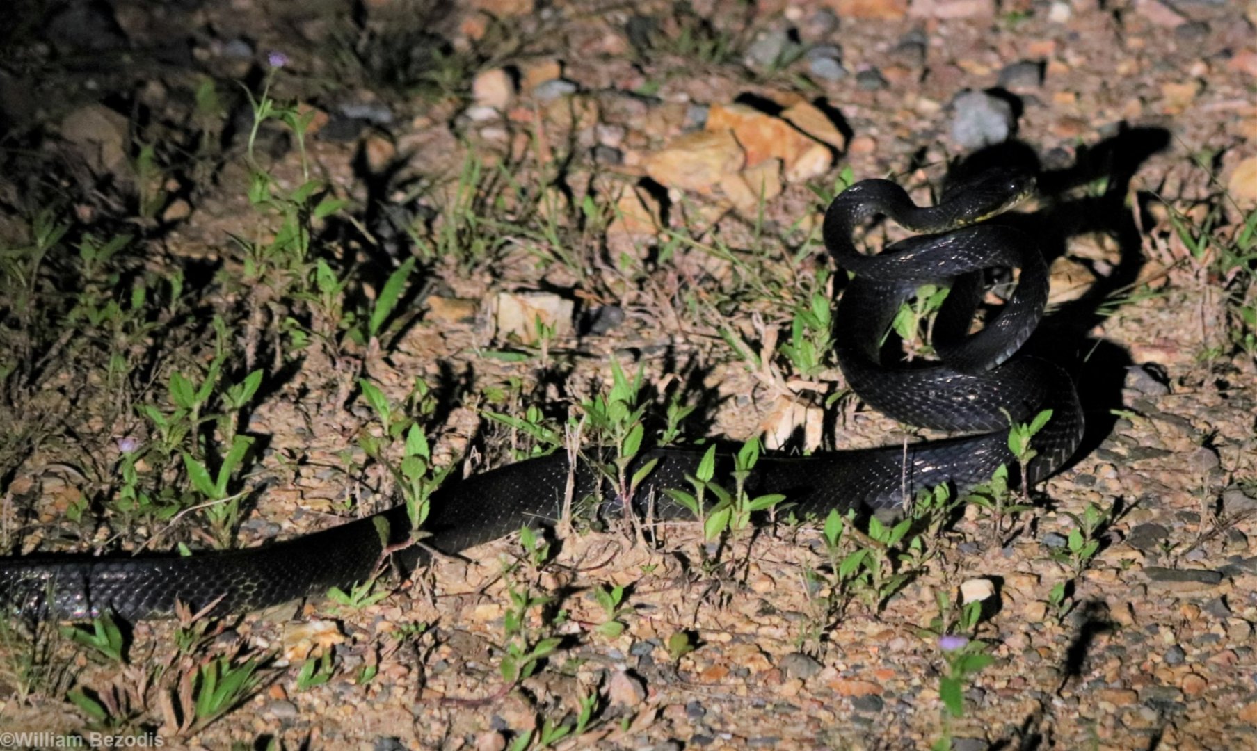 Unidentified Black Snake Species (at night) - Taman Negara