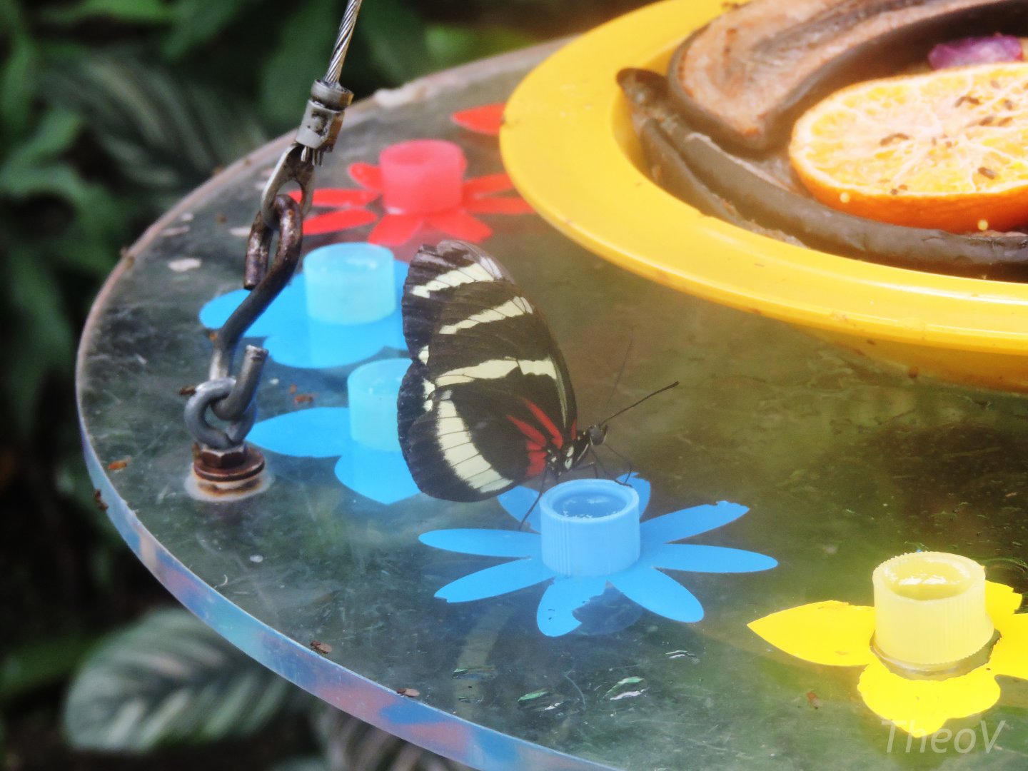 Unidentified butterfly [2015]