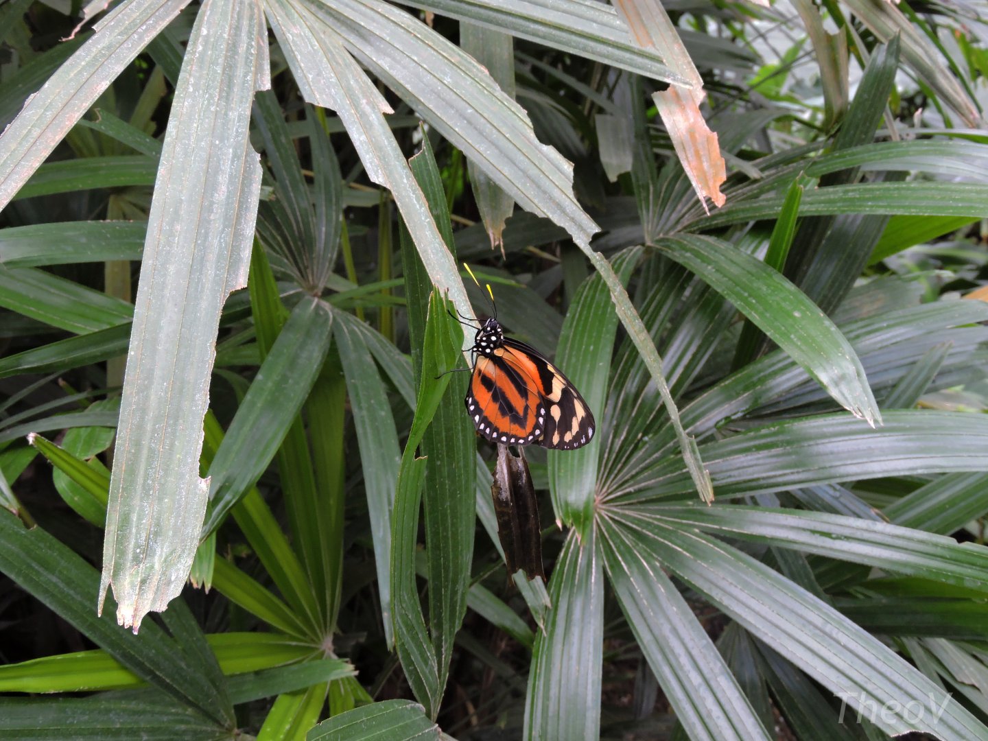 Unidentified butterfly [2015]