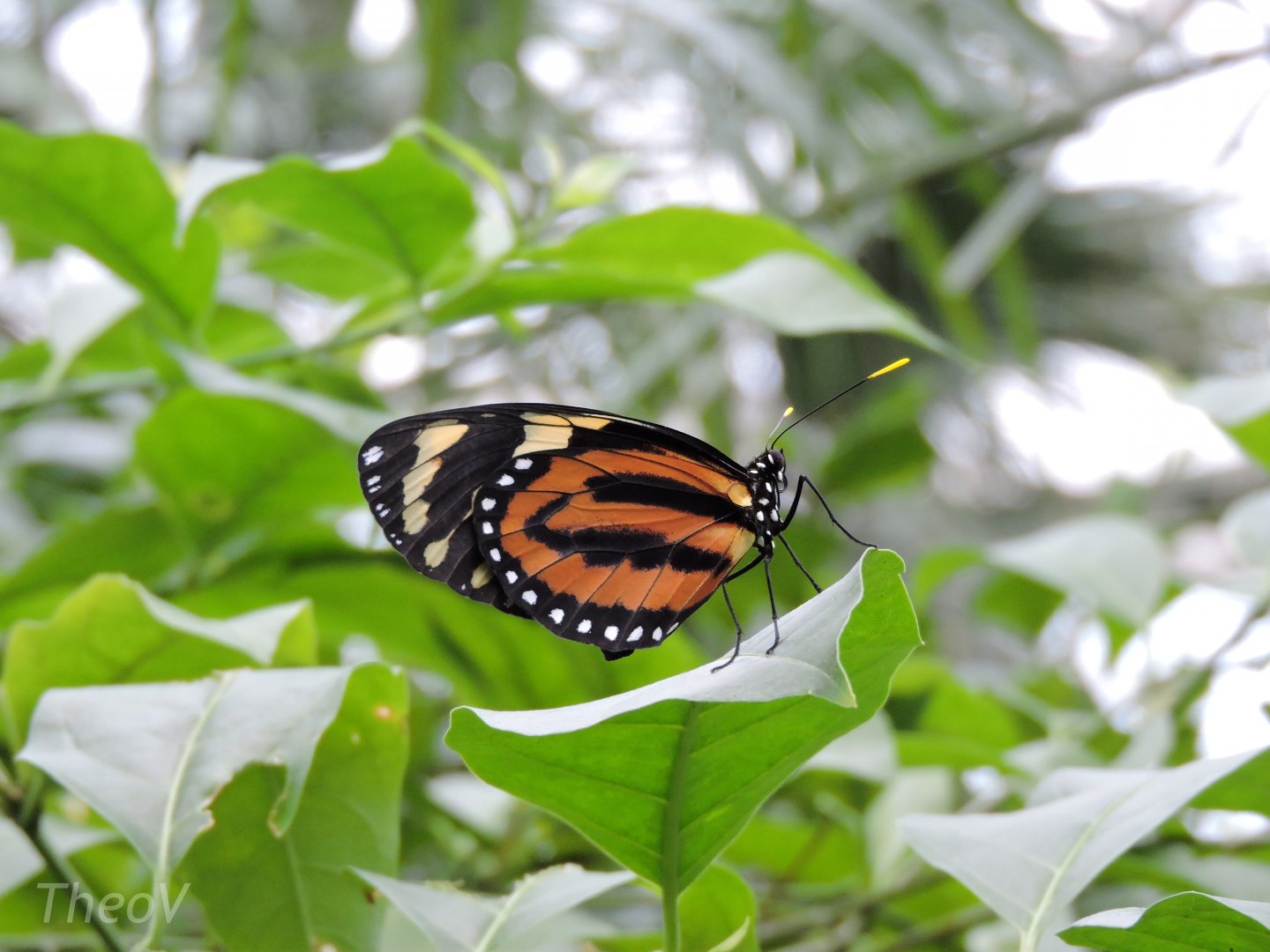 Unidentified butterfly [2015]