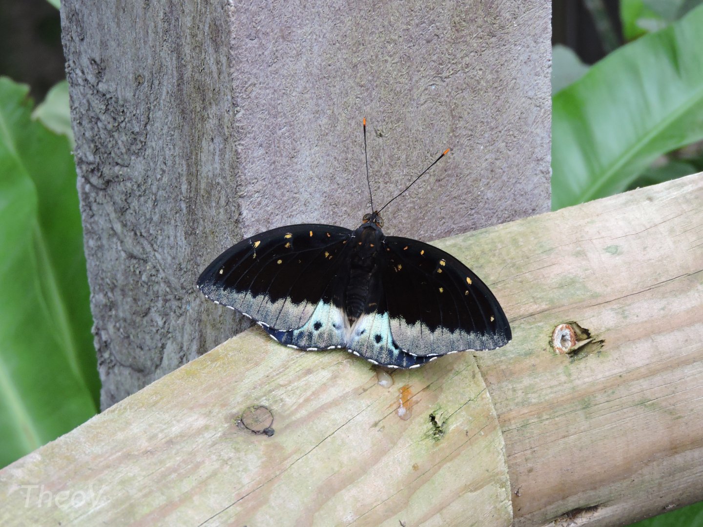 Unidentified butterfly [2015]