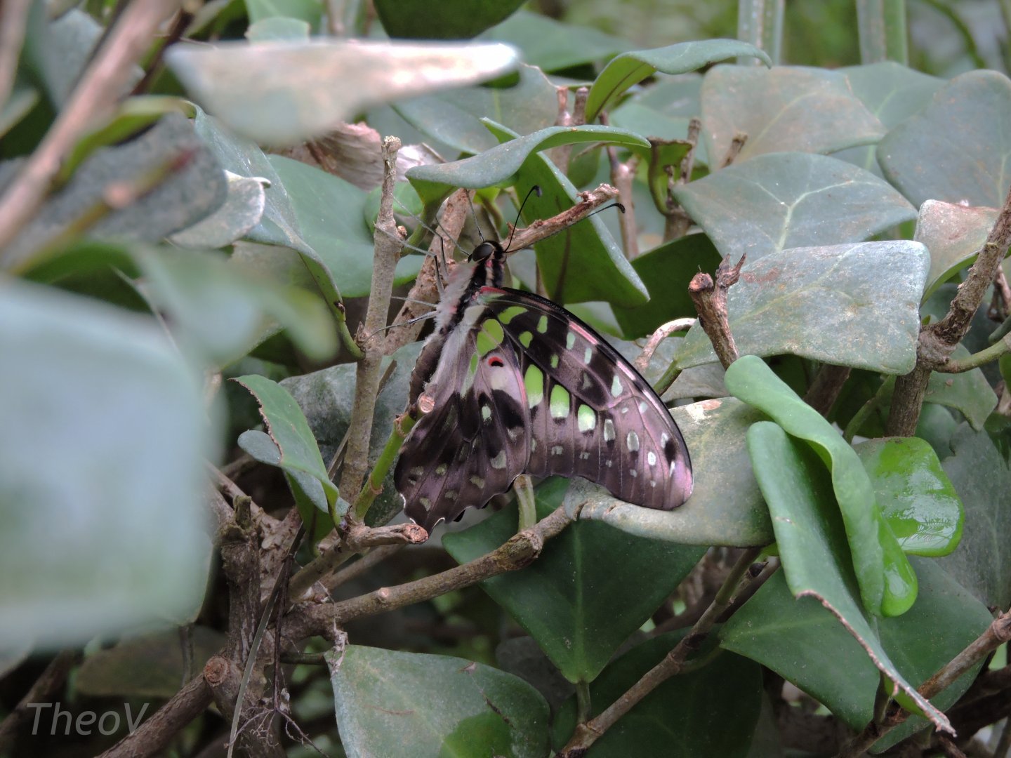 Unidentified butterfly [2015]