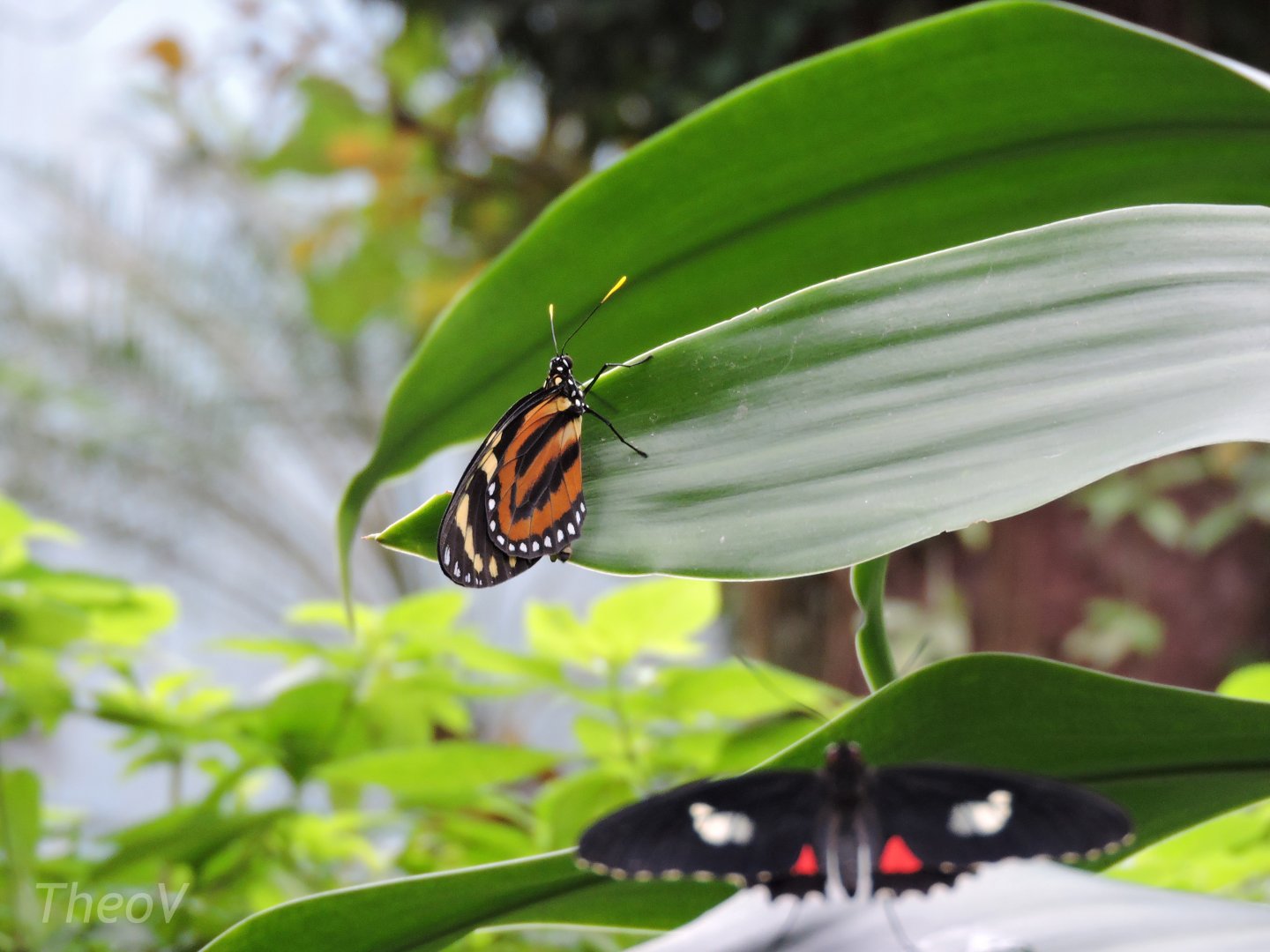 Unidentified butterfly [2015]