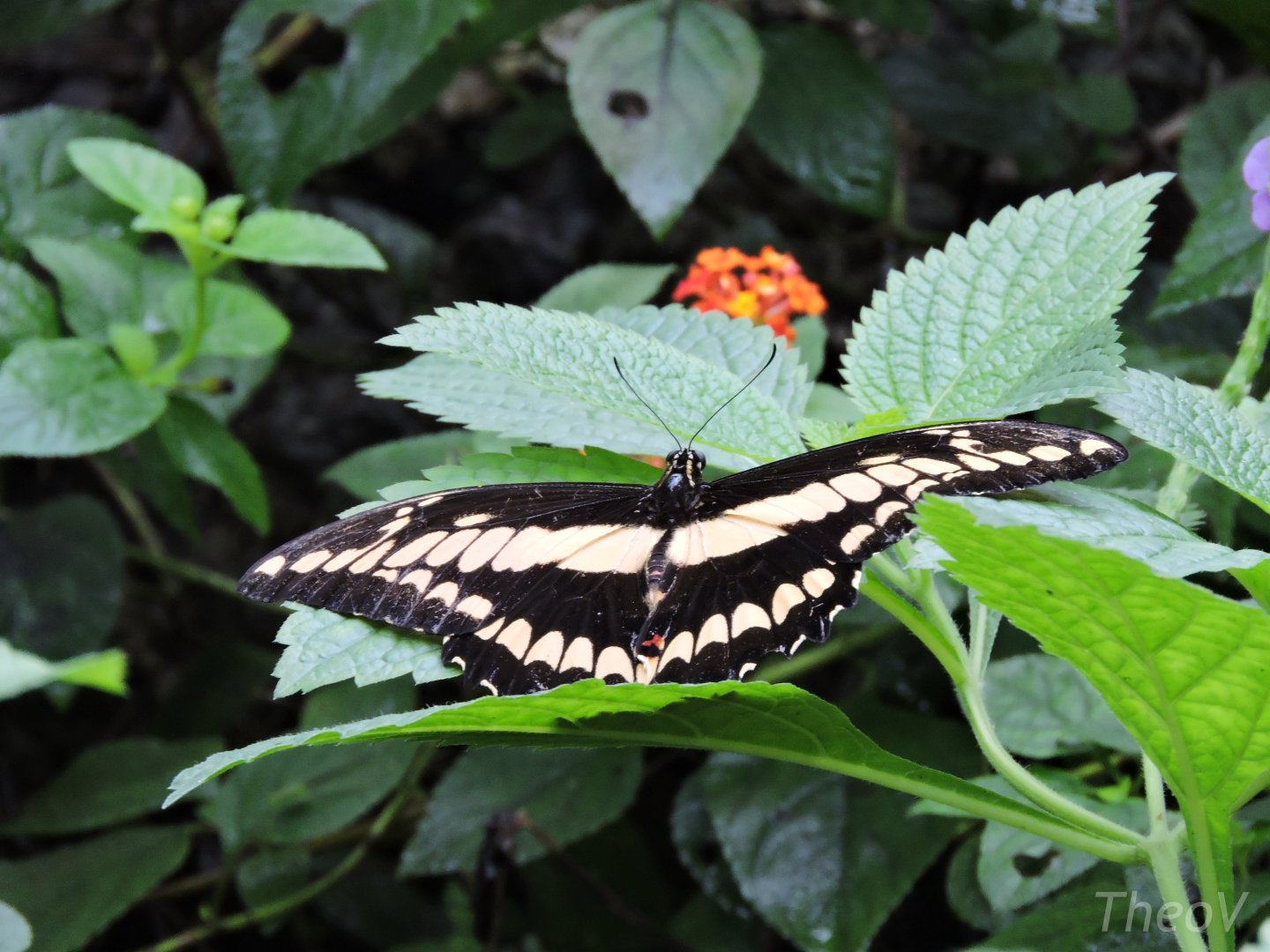 Unidentified butterfly [2015]