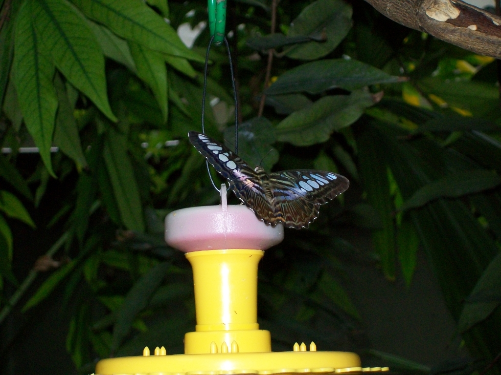 Unidentified butterfly (2019)