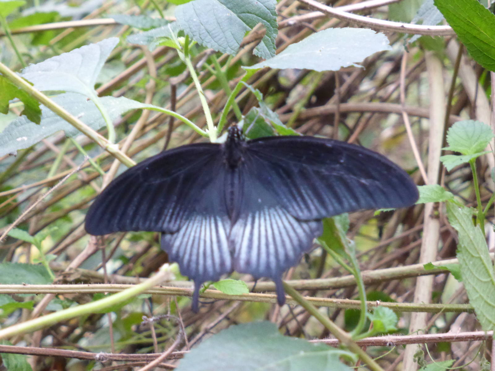 Unidentified butterfly .