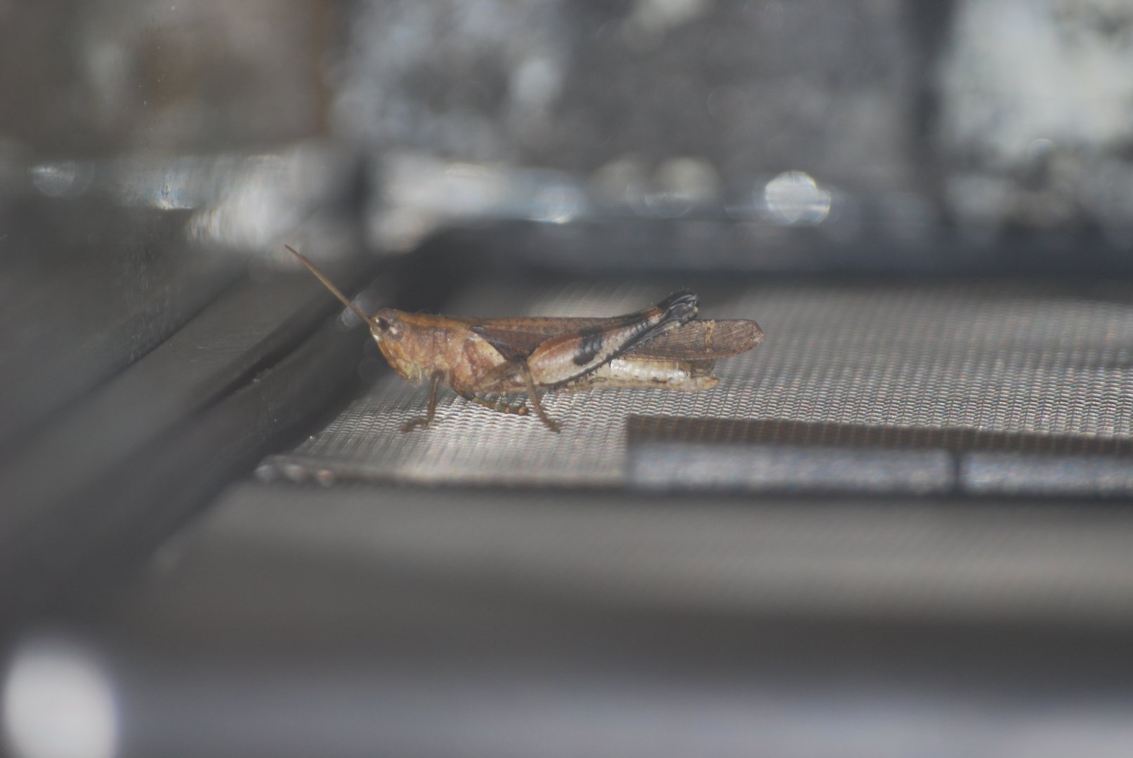 Unidentified Cameroonian grasshopper at The Bug Parc