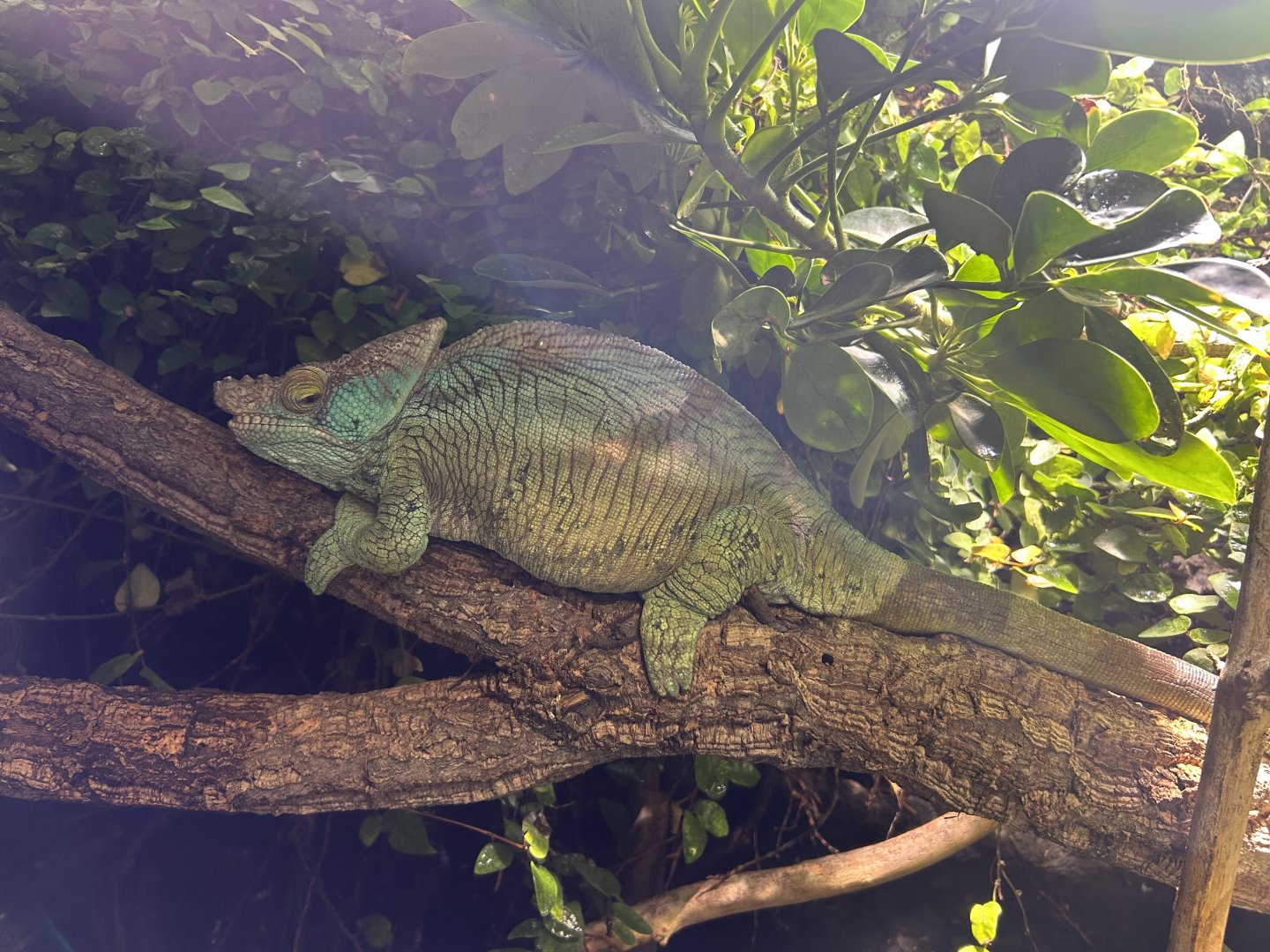 Unidentified Chameleon