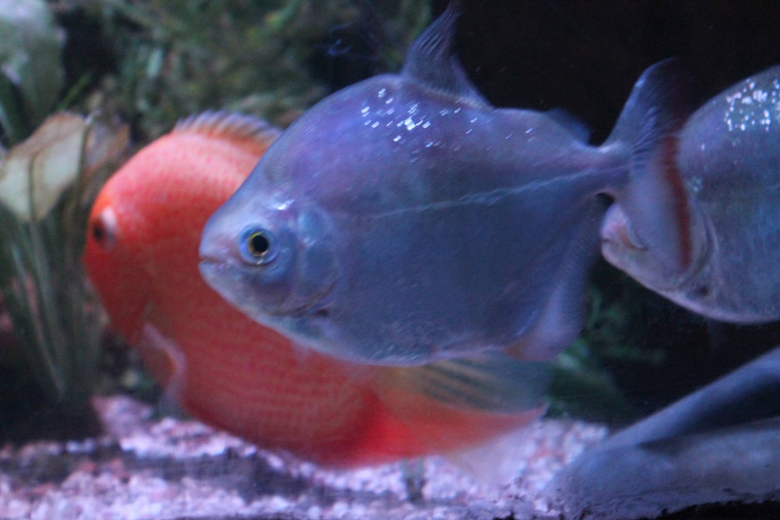 unidentified characin Blackpool Sealife 2013