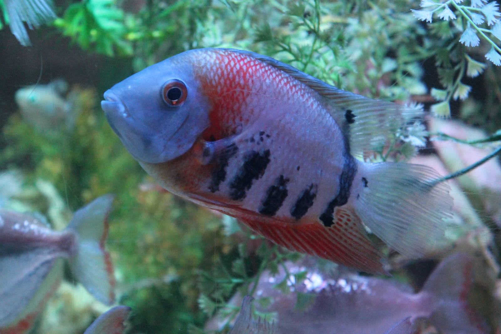 unidentified cichlid Blackpool Sealife 2013