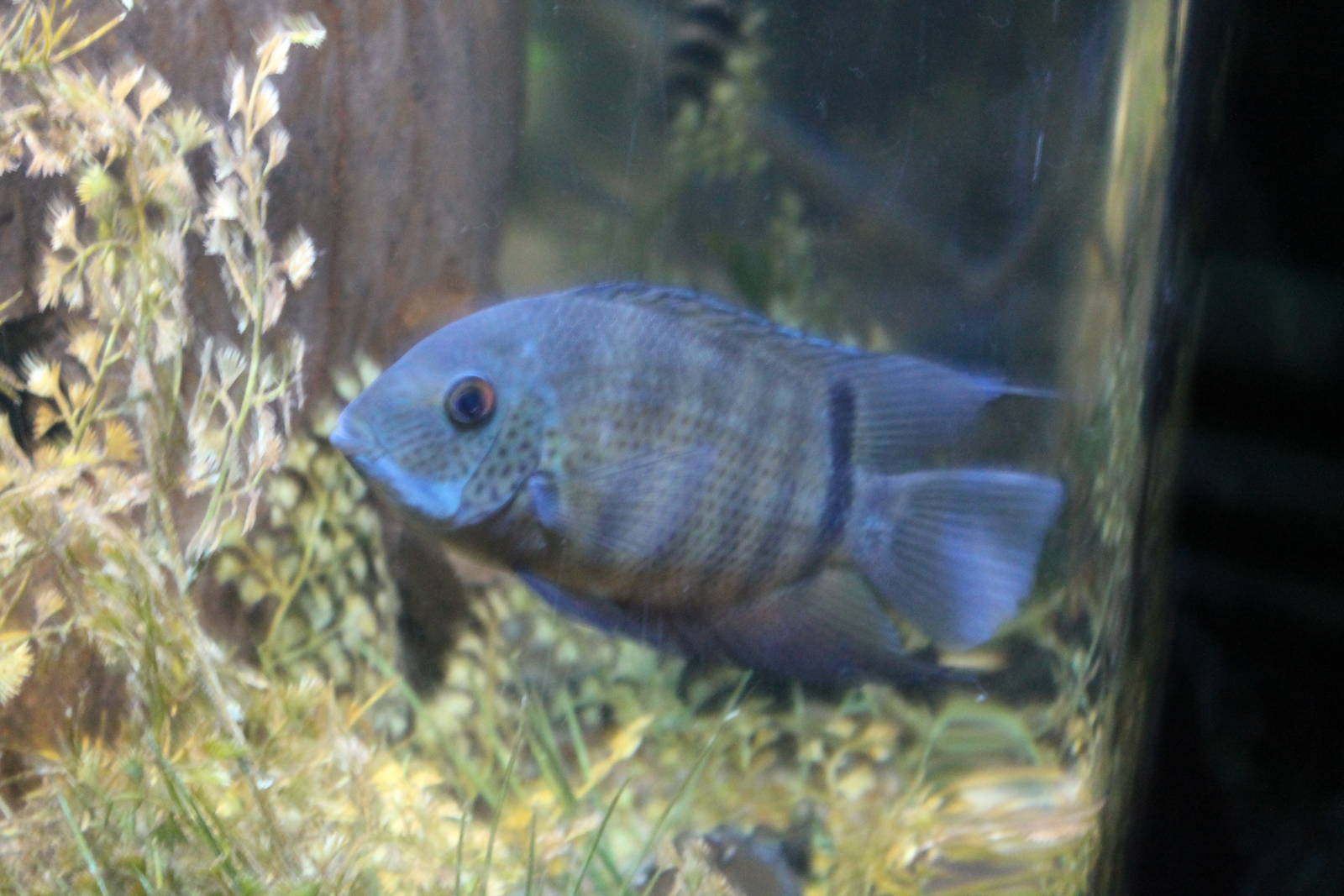 unidentified cichlid Blackpool Sealife 2013