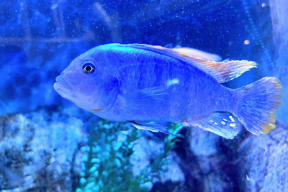 Unidentified Cichlid - Oklahoma City Zoo
