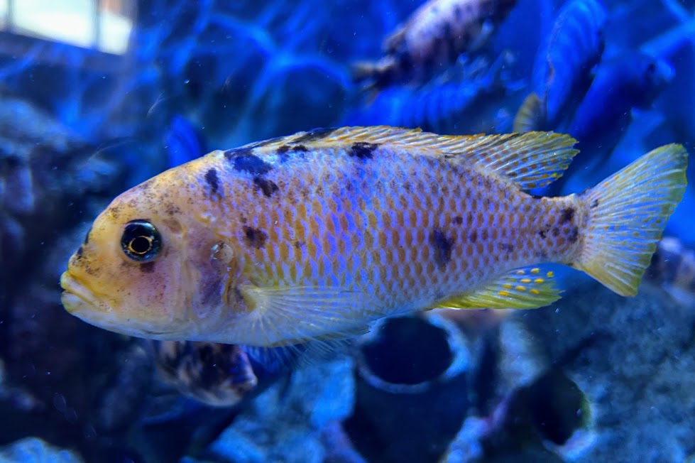 Unidentified Cichlid - Oklahoma City Zoo