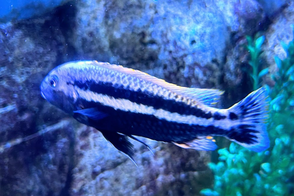 Unidentified Cichlid - Oklahoma City Zoo