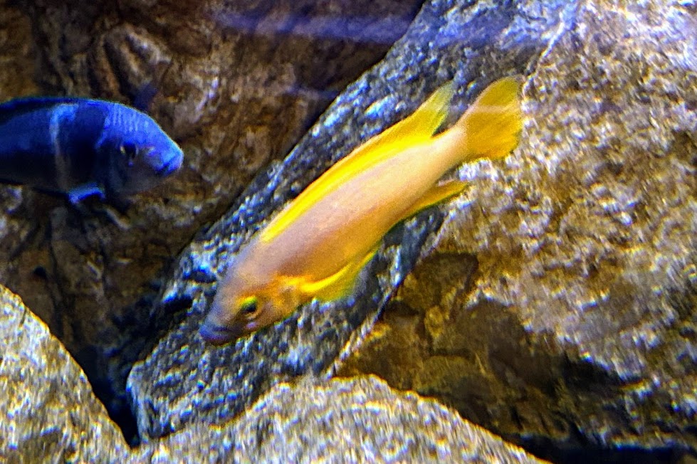 Unidentified Cichlid