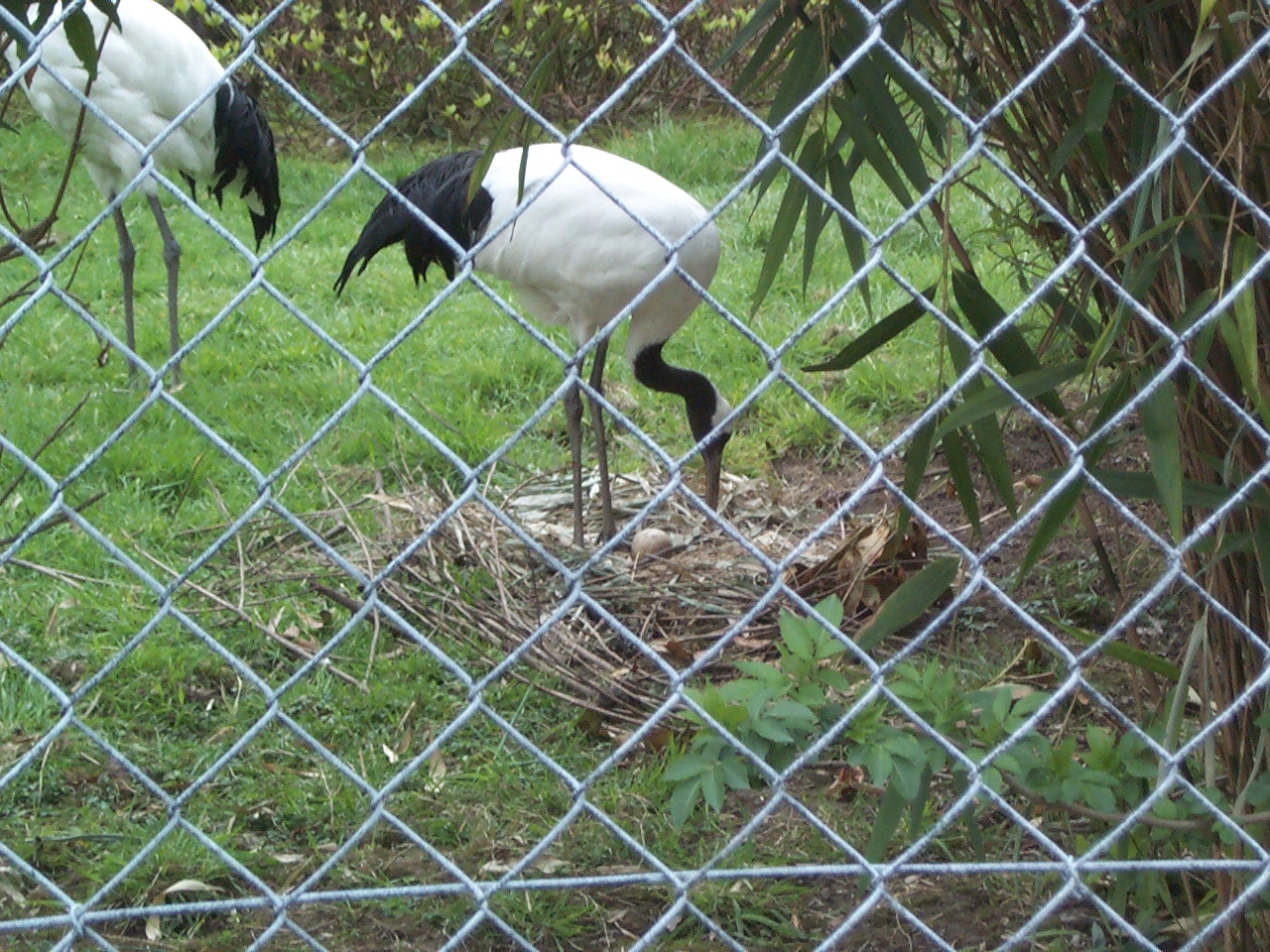 Unidentified Cranes? April 2000