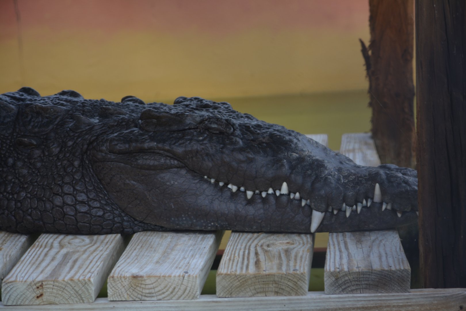 Unidentified Crocodile