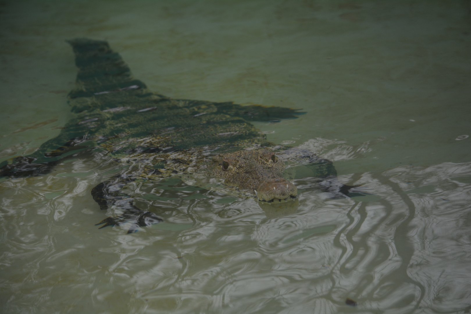 Unidentified Crocodile