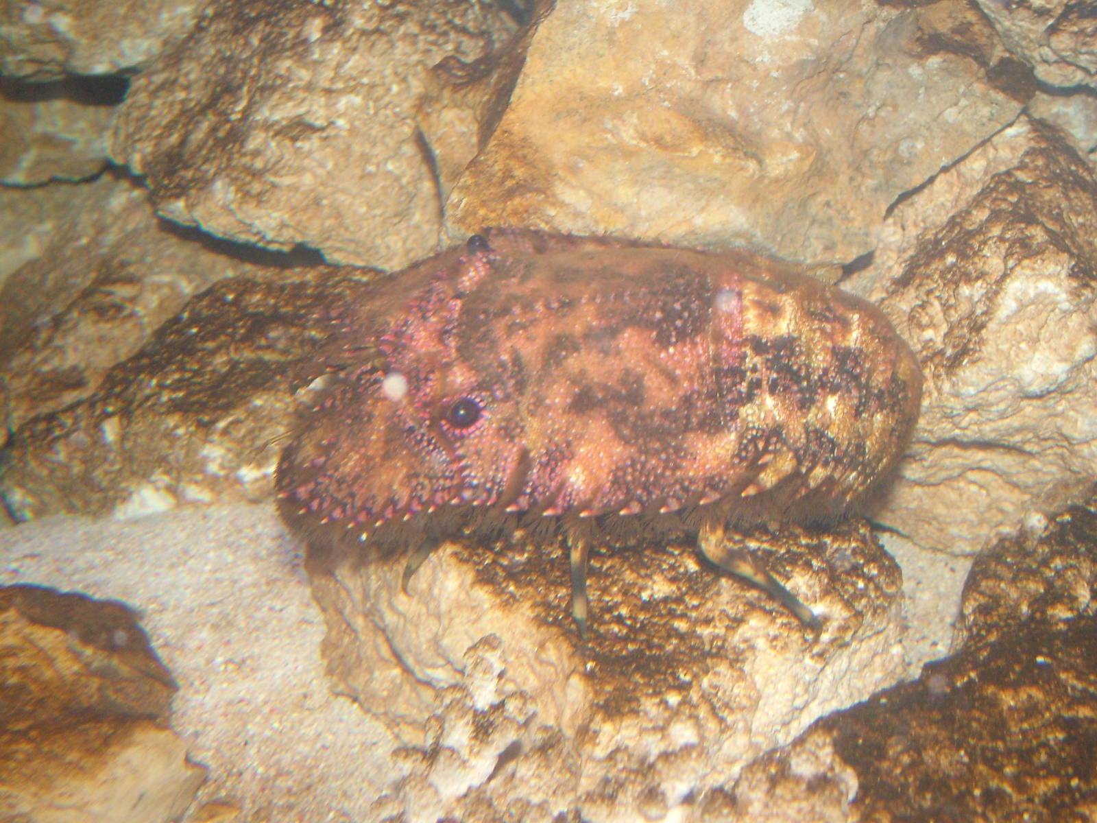 Unidentified Crustacean at Brighton SeaLife Centre 13/03/10