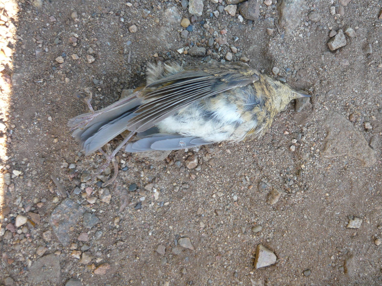 Unidentified dead songbird (DOR)