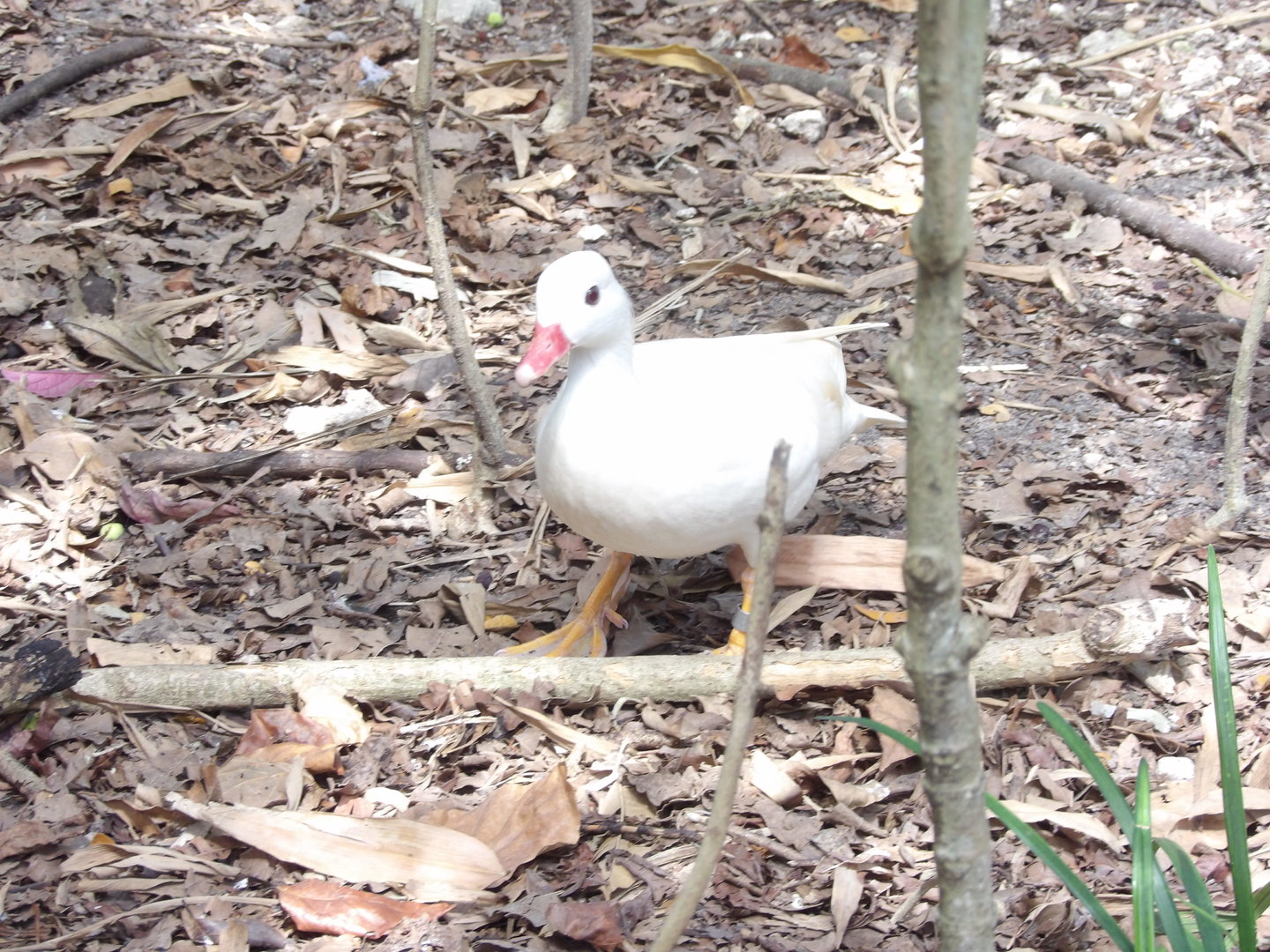 Unidentified Duck ID - Zoo Miami, Wings of Asia March 2023